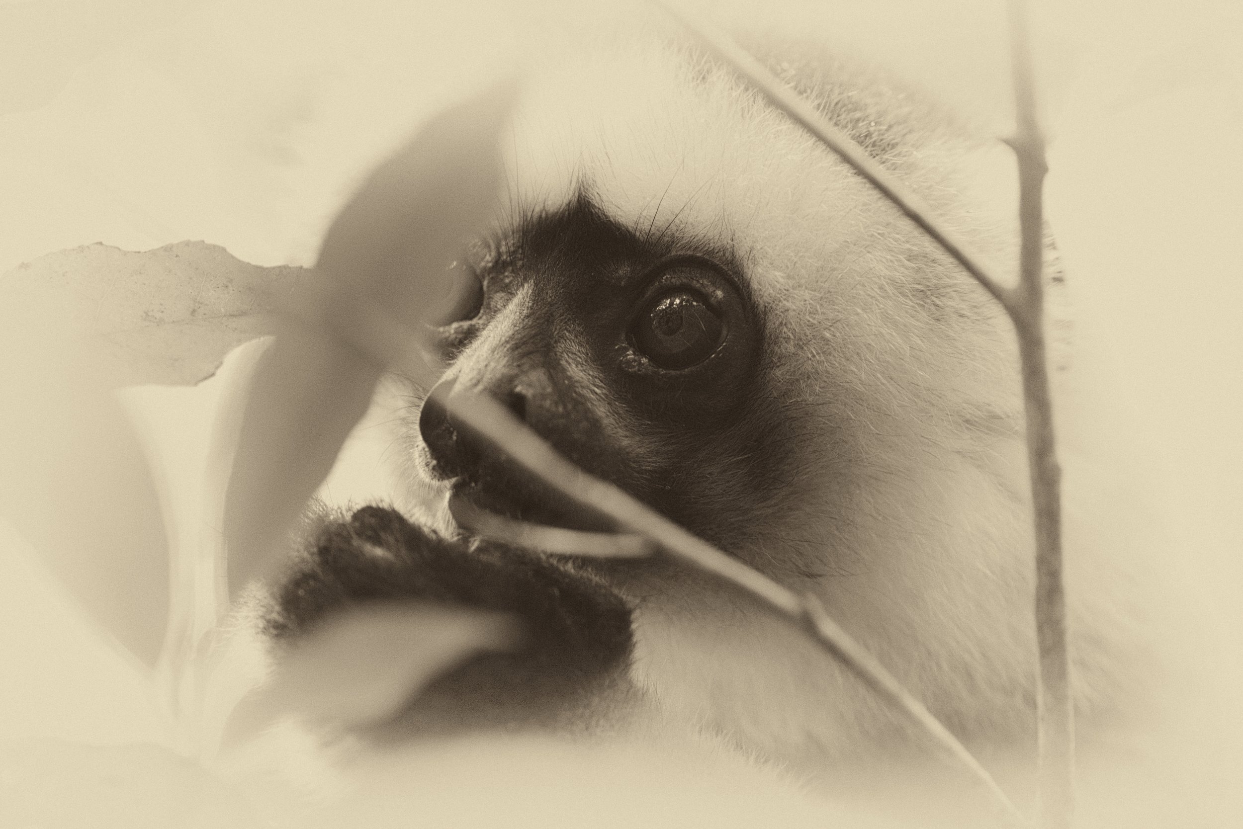 Notebook: Lemur Lunches Lemurs appear to enjoy an omnivorous diet with a mix of fruit, nuts and insects. A fig here and there would never go amiss.