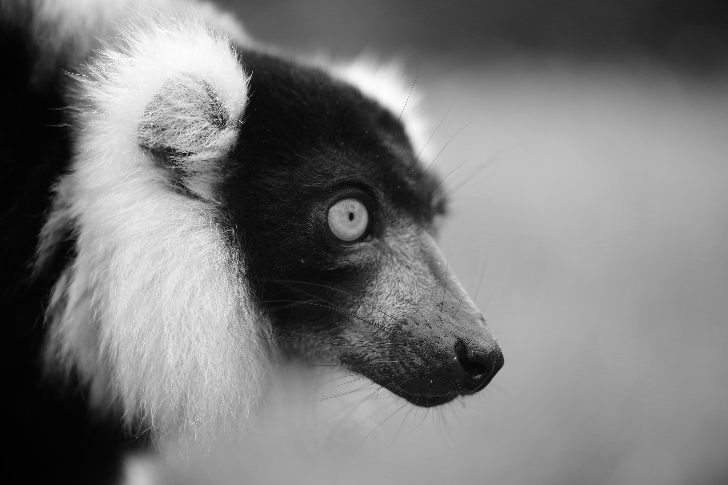 Ruffed Lemur Keen senses are essential for life in the rainforest. Lemur groups are highly territorial and will challenge each other for their own patch of space in the lush undergrowth.