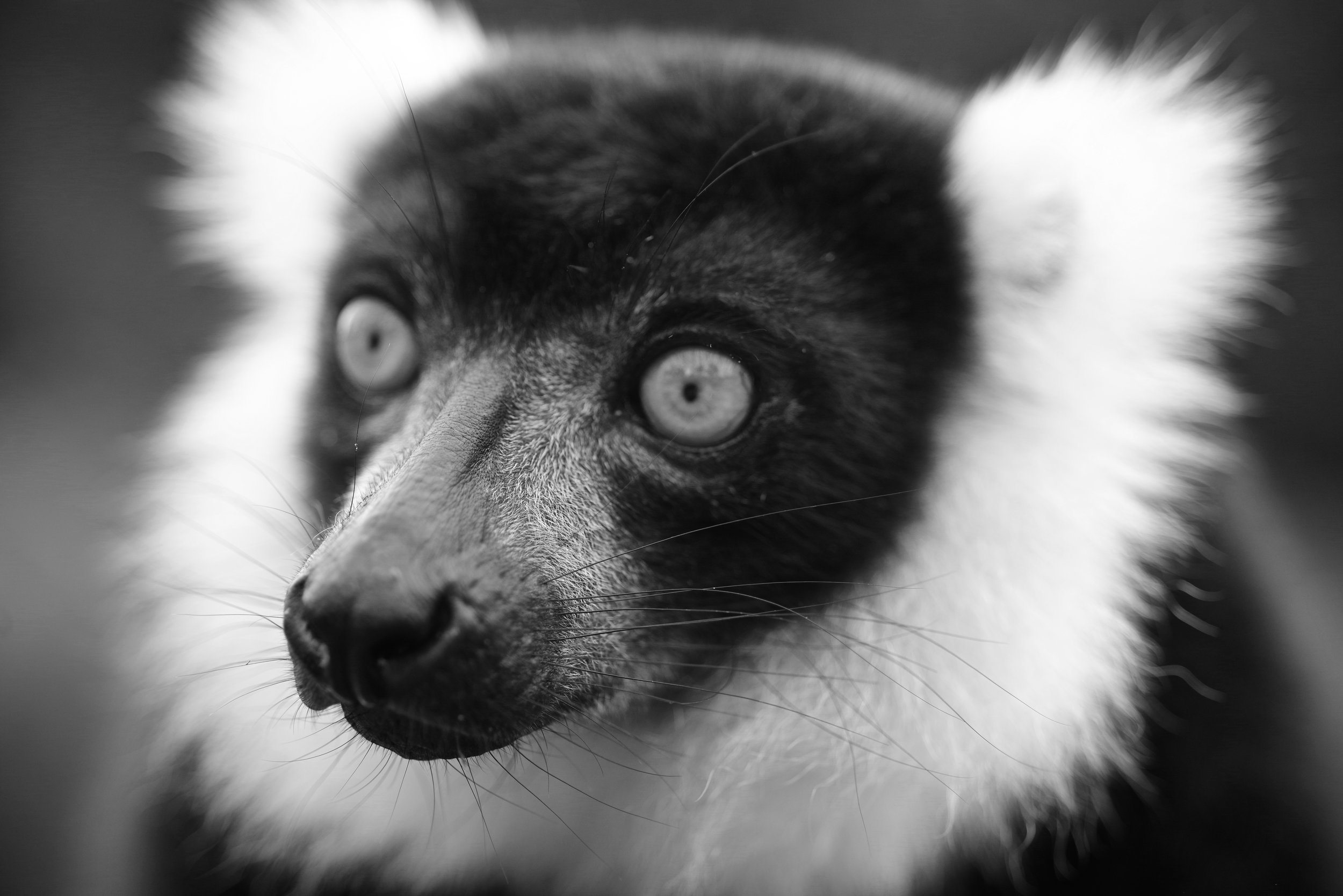 Specialist Fruiters Wild black-and-white ruffed lemurs have a highly frugiviorous diet, with fruit making up 92% of their overall diet. Smaller percentages of leaves, nectar, seeds, and even fungi make up the remainder. Their diet is also influenced by the seasons, with certain plant parts and fruits only ripening or becoming available during certain times of the year. Water consumption also varies throughout the year and can be influenced by diet.