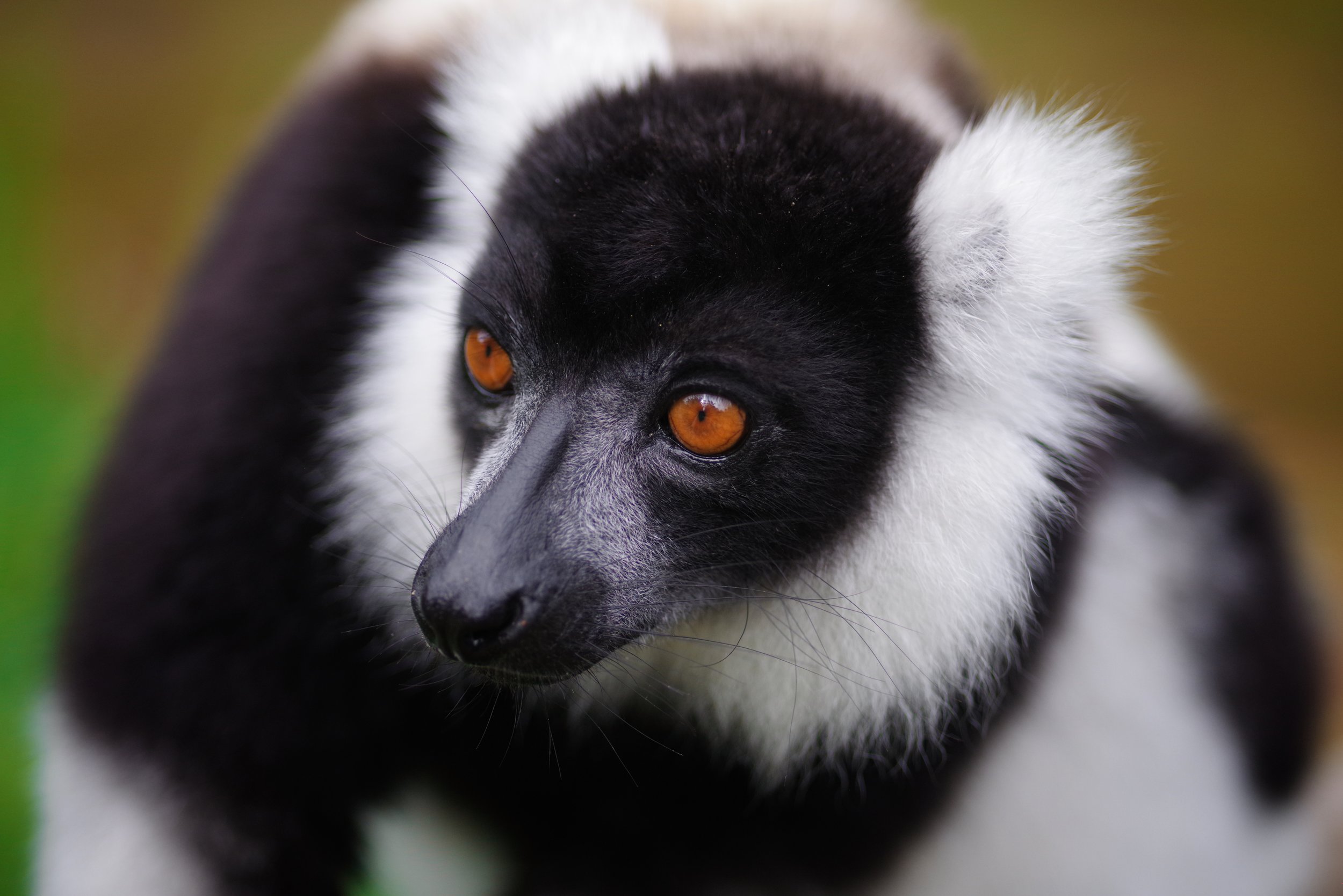 On the Move Lemurs are strictly arboreal, spending the great majority of their lives up in the trees. They feel most at home jumping from branch to branch or lazing in the canopies.
