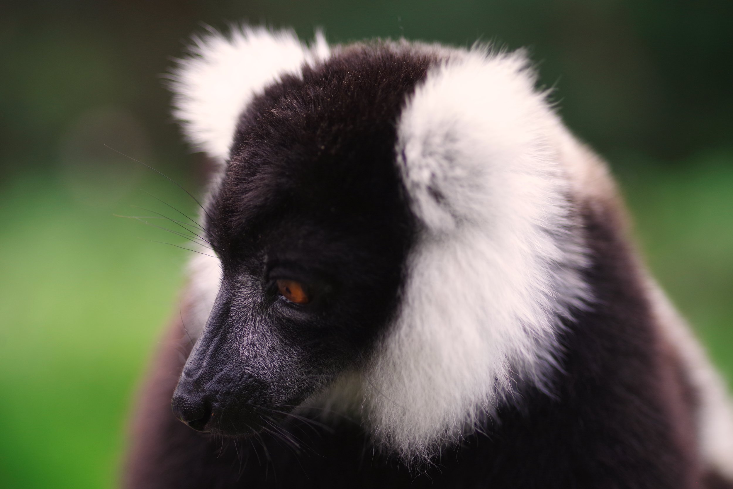 Re-Introduction Black-and-white ruffed lemurs were part of a reintroduction program from 1997 to 2001, organized by the Madagascar Fauna Group and the Duke University Primate Center (now Duke Lemur Center). A total of 13 individuals that were born in human care in the United States were released at the Betampona Reserve, which is in their native range in the rainforests of eastern Madagascar.