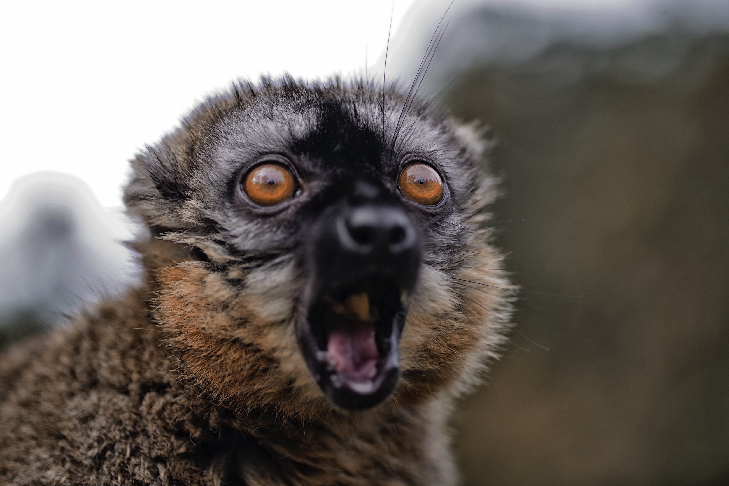 Yawn Wide, Climb High A Red-Fronted Brown Lemur kicks back on an overcast and humid afternoon in Andasibe.