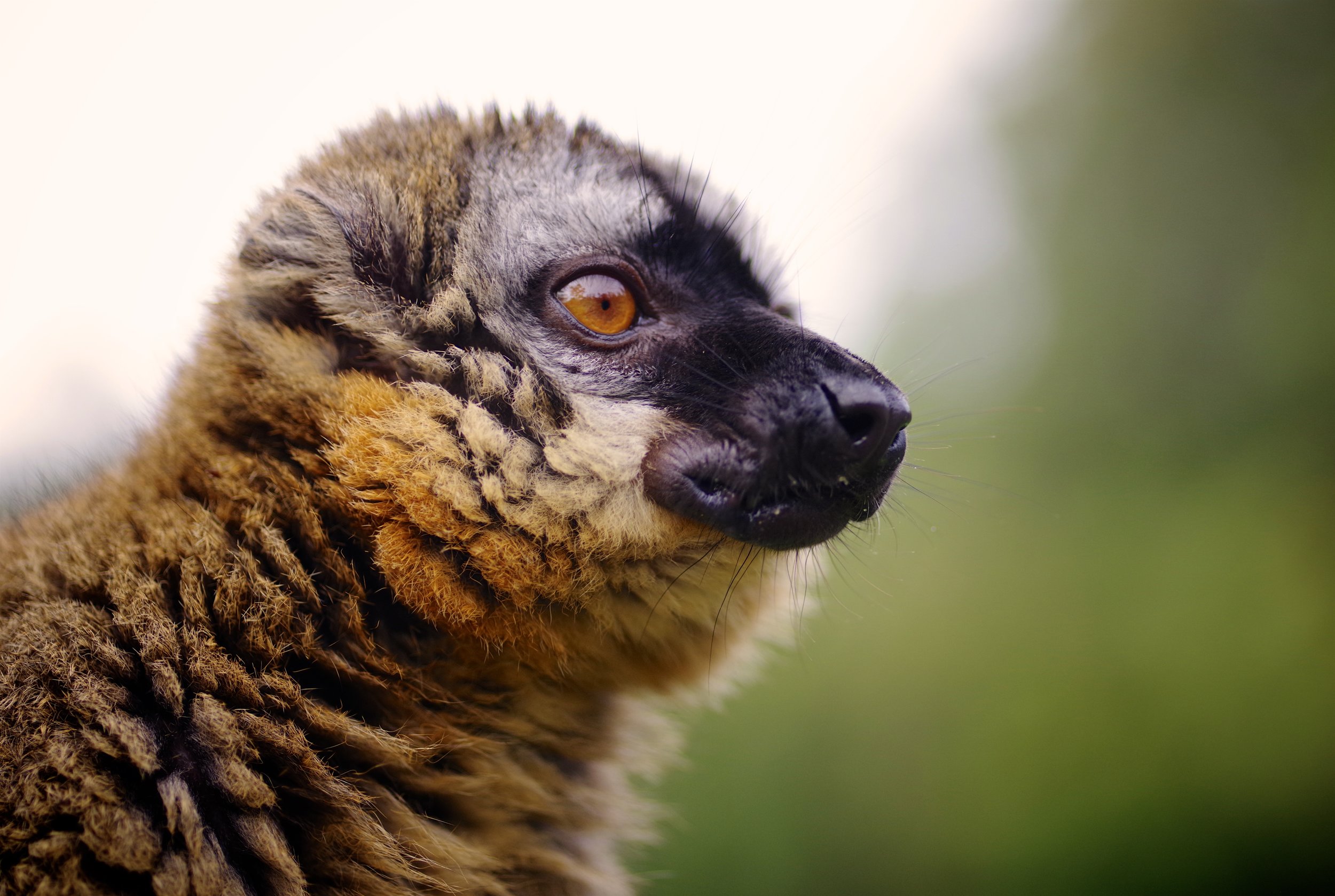 One of a Kind The red-fronted lemur (Eulemur rufifrons), also known as the red-fronted brown lemur or southern red-fronted brown lemur, is a species of lemur from Madagascar.