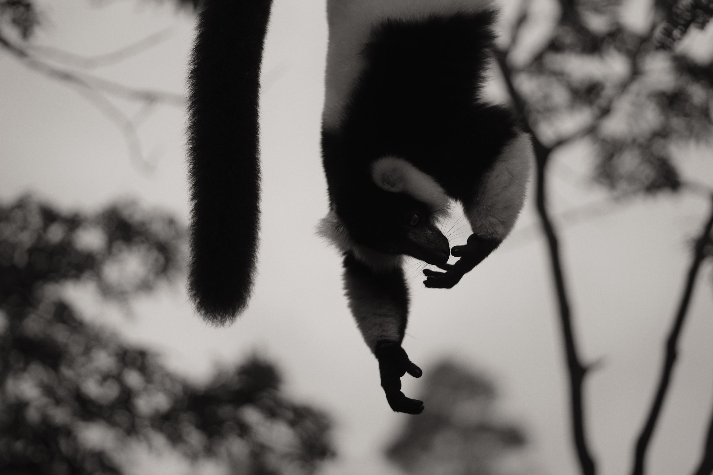 Lemurbatics 2 One last sniff of the hand to ensure that he is within his family’s territory and a day’s work is done for this lemur.