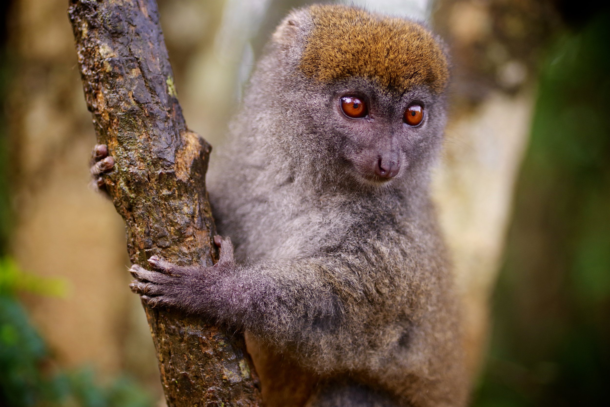 Tree Hugger The male Bamboo Lemur sports a dazzling orange toupee to attract mates within his lush, forested world.