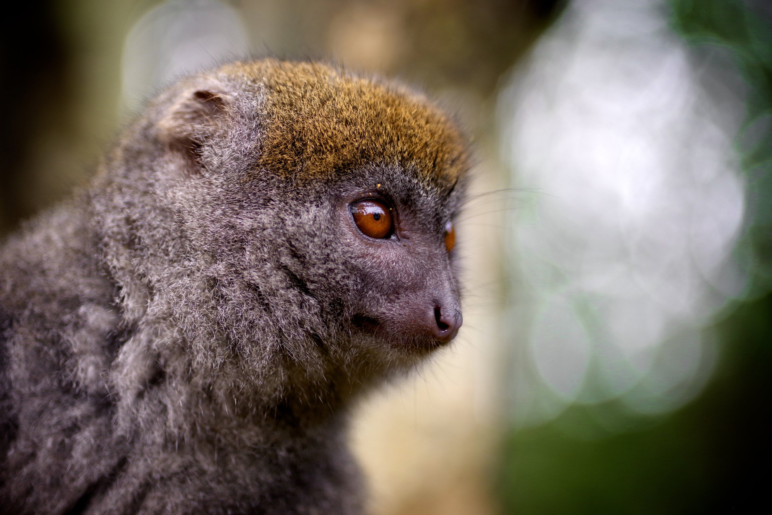 Sight of a Fig Bamboo lemurs have their favorite dishes. This one has spotted a bunch of small figs hanging from a strangler vine.