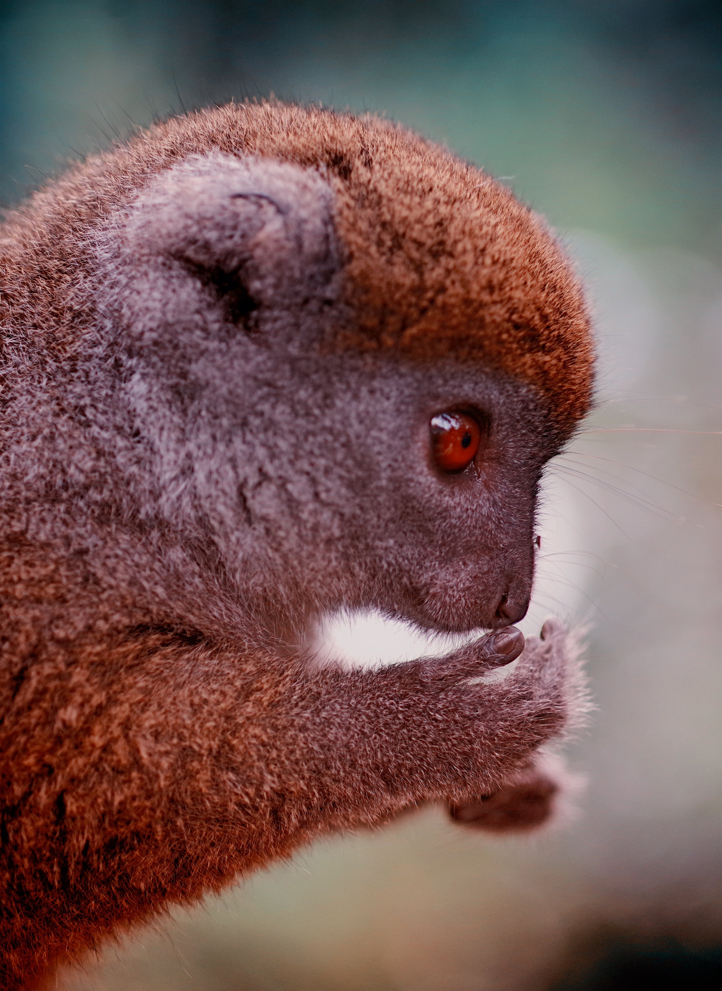 Lemuring Away A Golden Bamboo Lemur licks his fingers clean after dealing with a bunch of sticky figs.