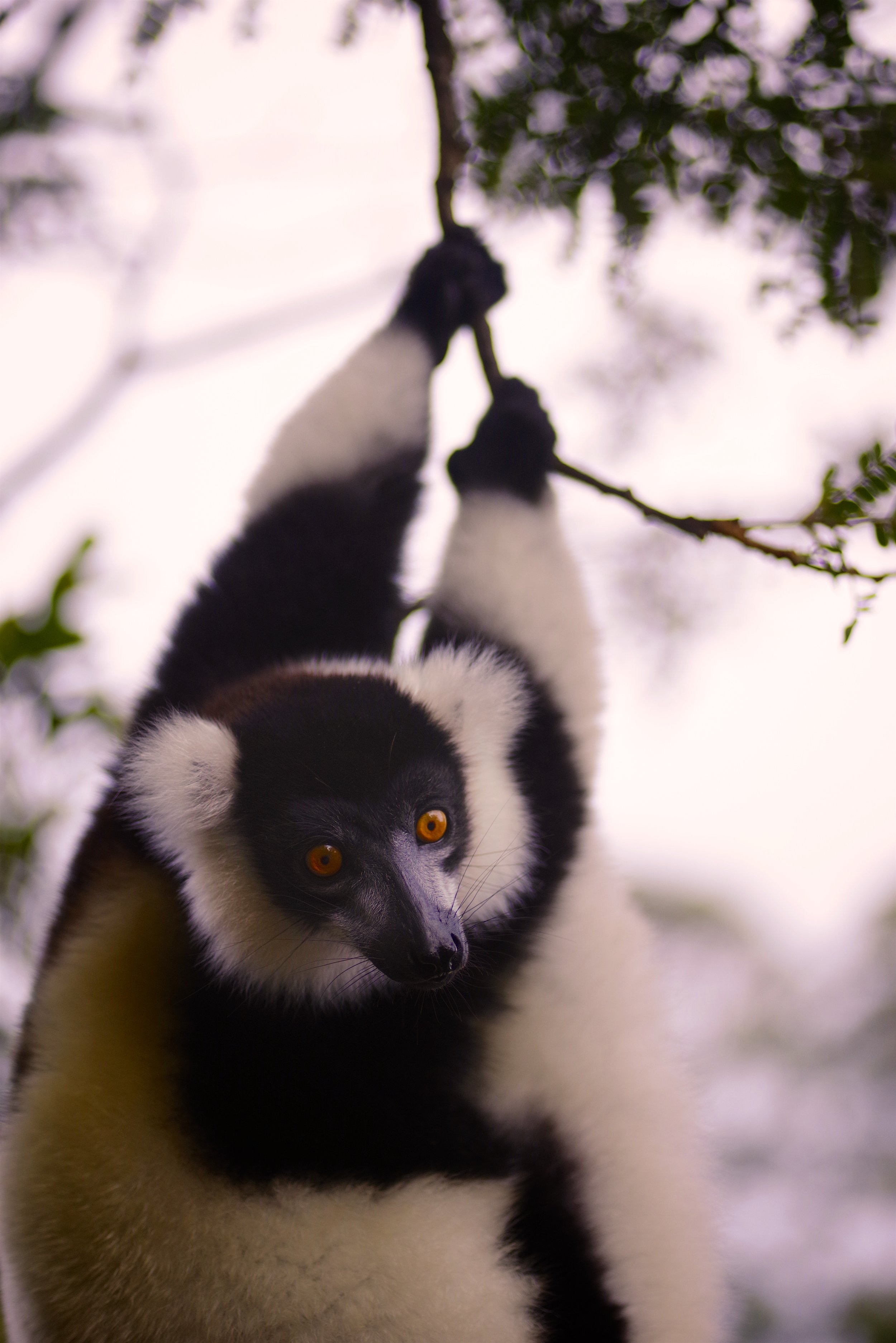 Evening Hang A surprisingly sturdy branch for such a hefty looking lemur.
