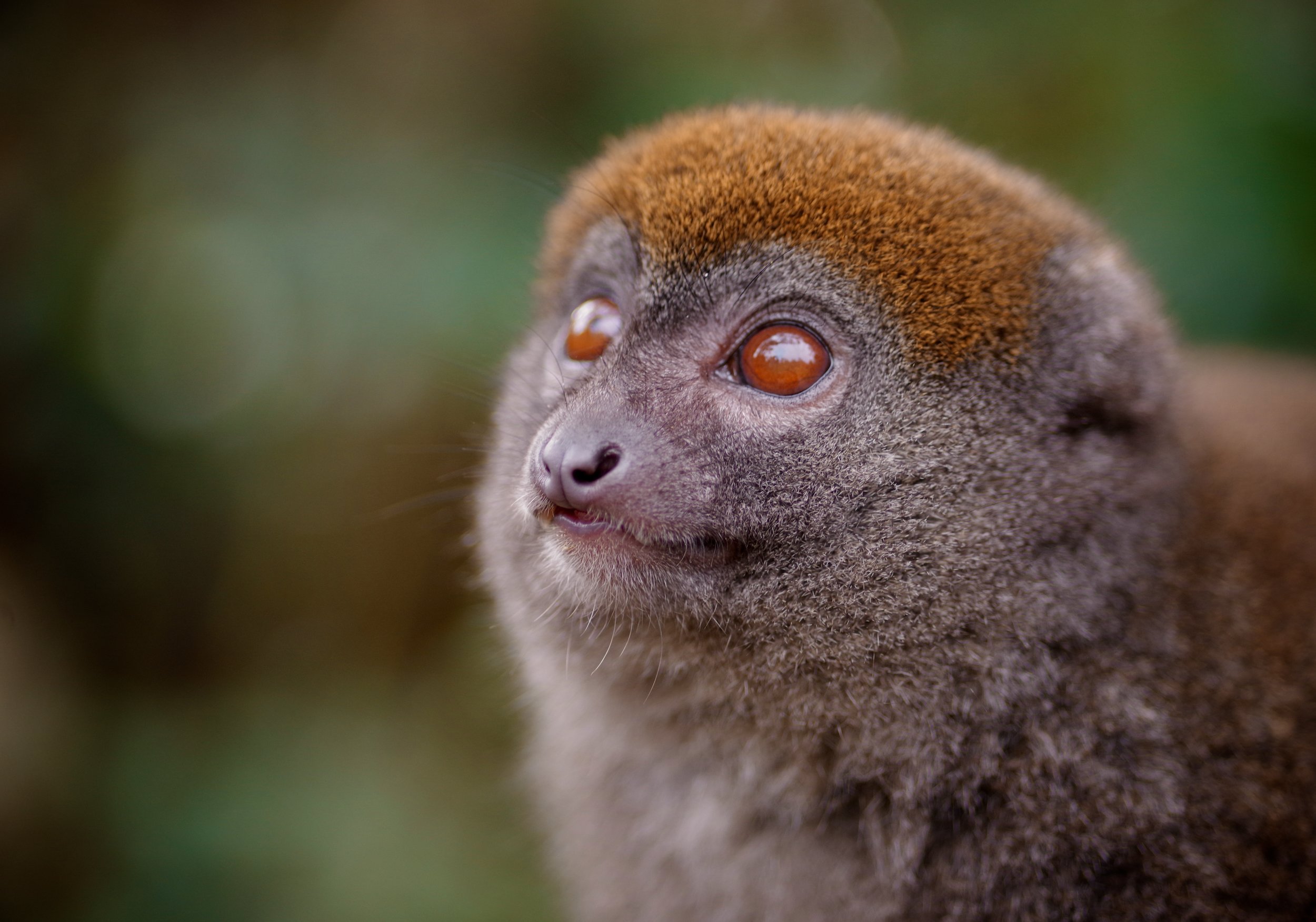 Vacant Stare Light filters onto this lemur’s face from the tropical sky above.