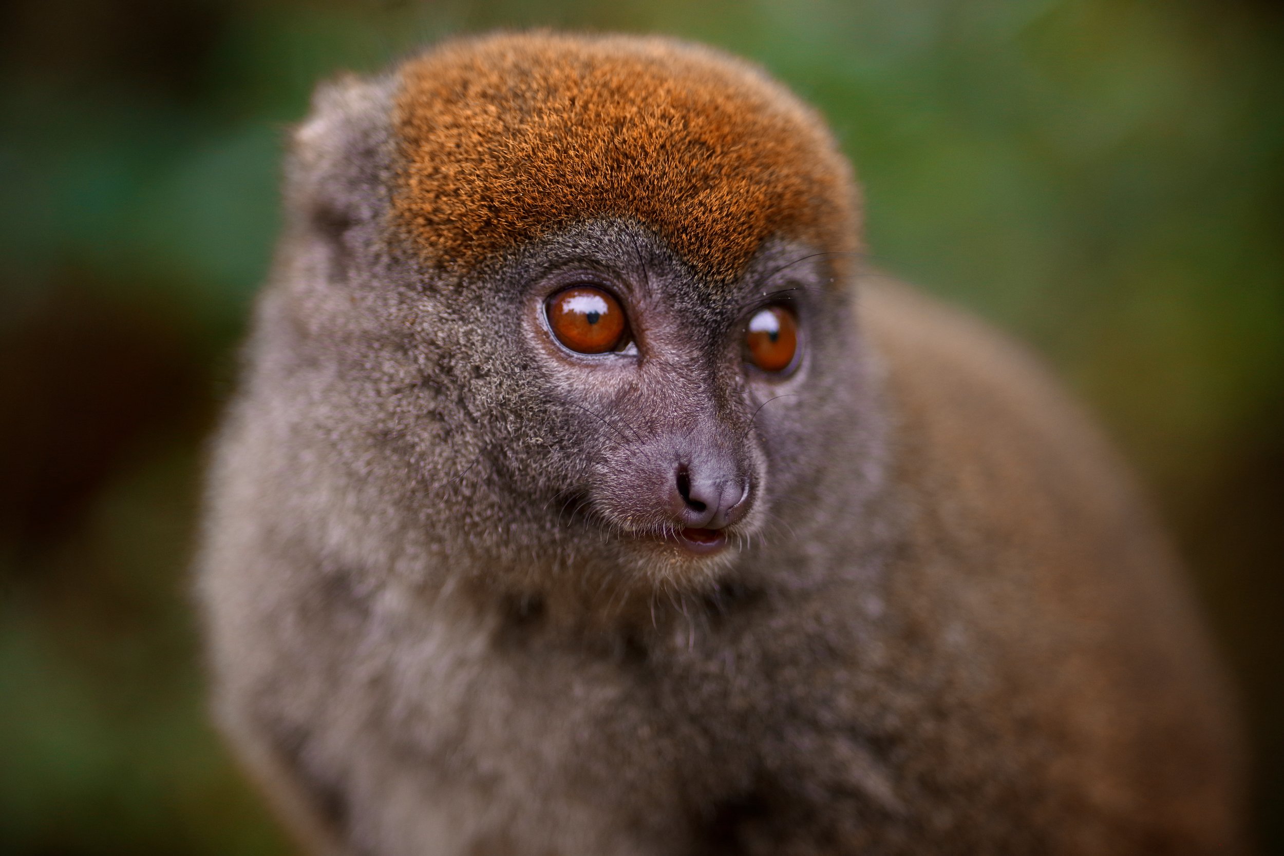 Lady Lemur A female watches the other members of her troop reflectively. Lemurs tend to be very social animals and, like monkeys and primates, serve specific roles in their community.