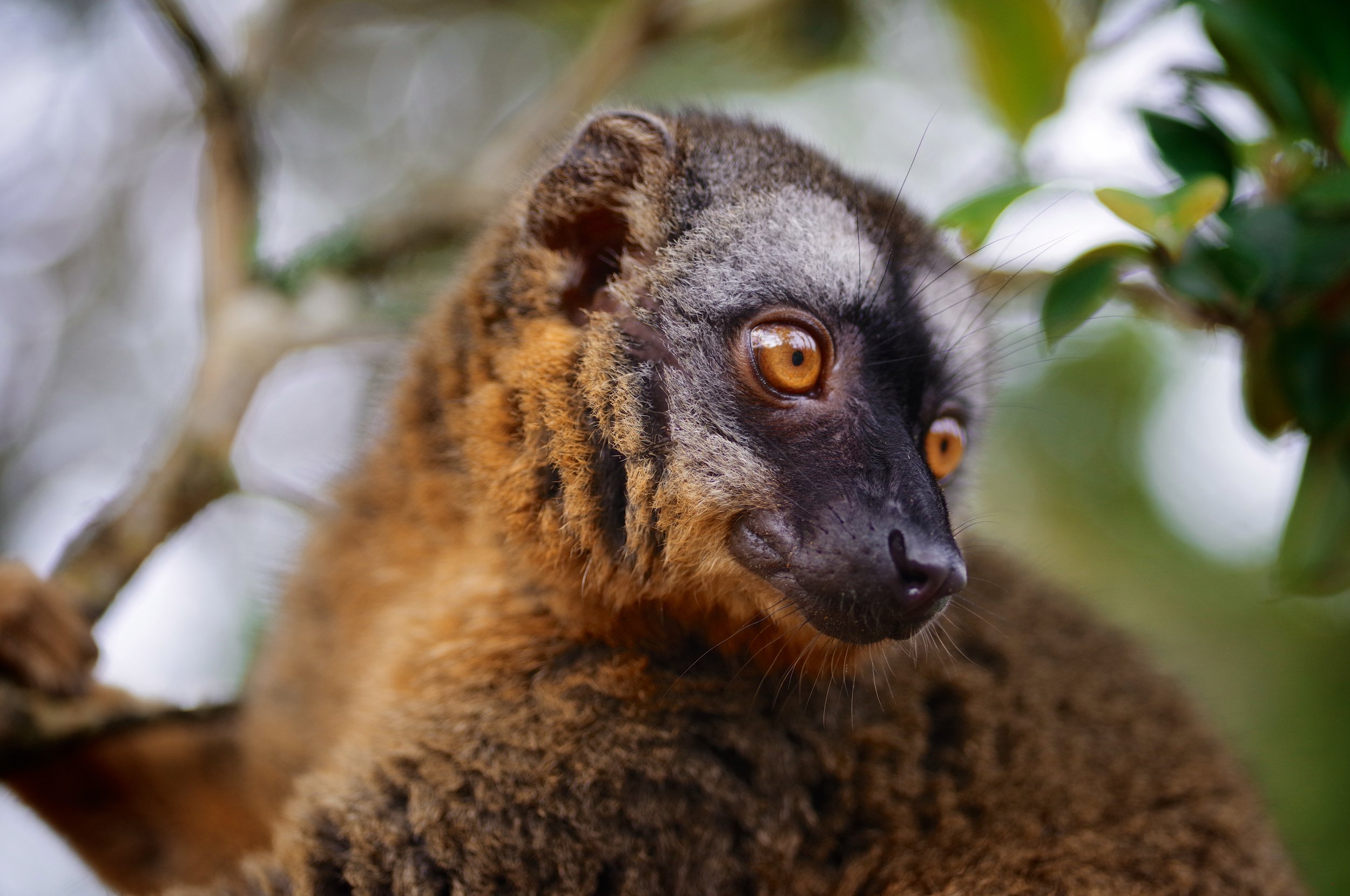 Mrs. Brown True lemurs, also known as brown lemurs, are the lemurs in genus Eulemur. They are medium-sized primates that live exclusively on Madagascar.