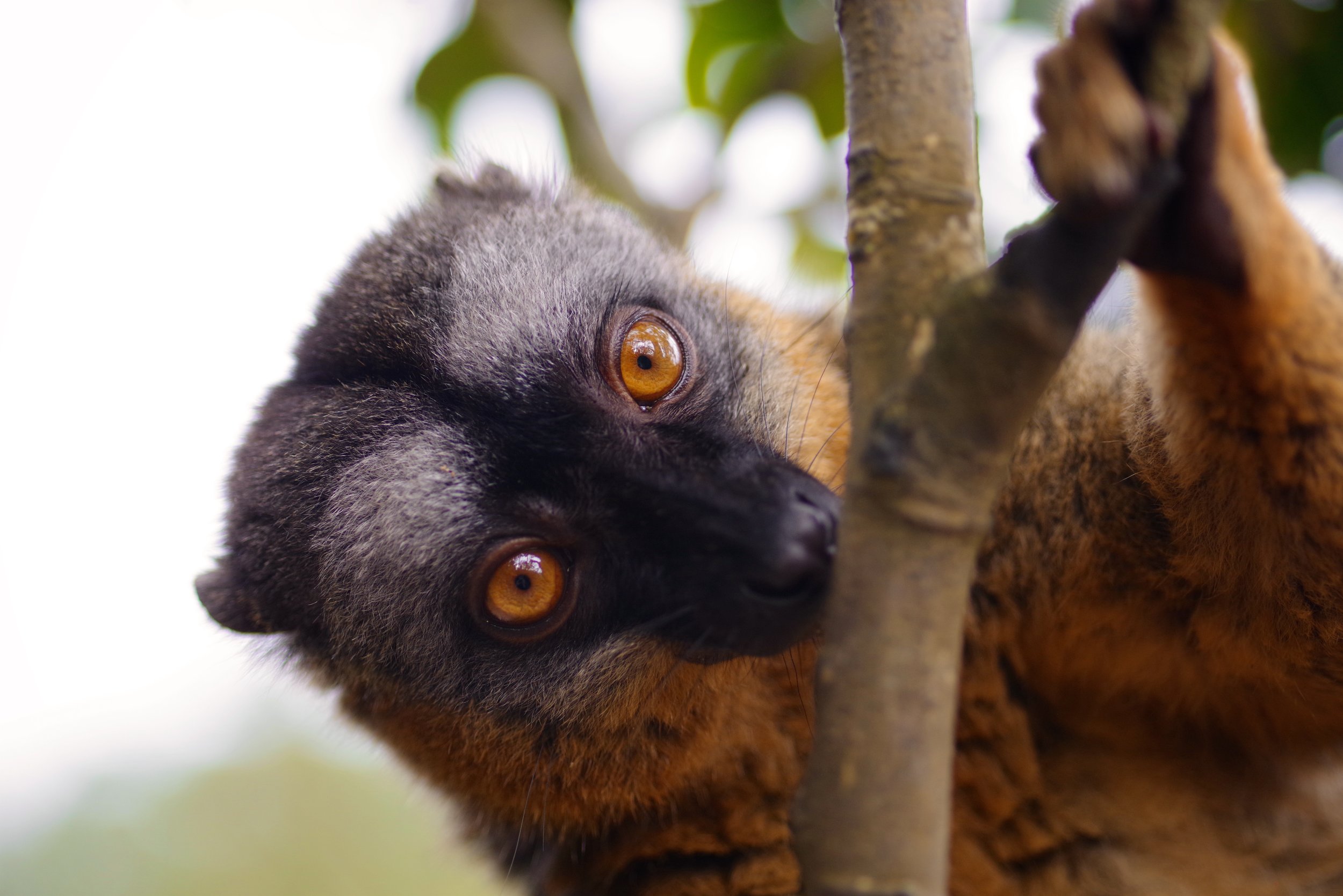 Lemur Geography There is considerable geographic variation in the natural history of this species. Western populations tend to have smaller home ranges and higher population densities than eastern populations, although group size tends to be fairly consistent (generally 4-18 animals averaging of 8-9).