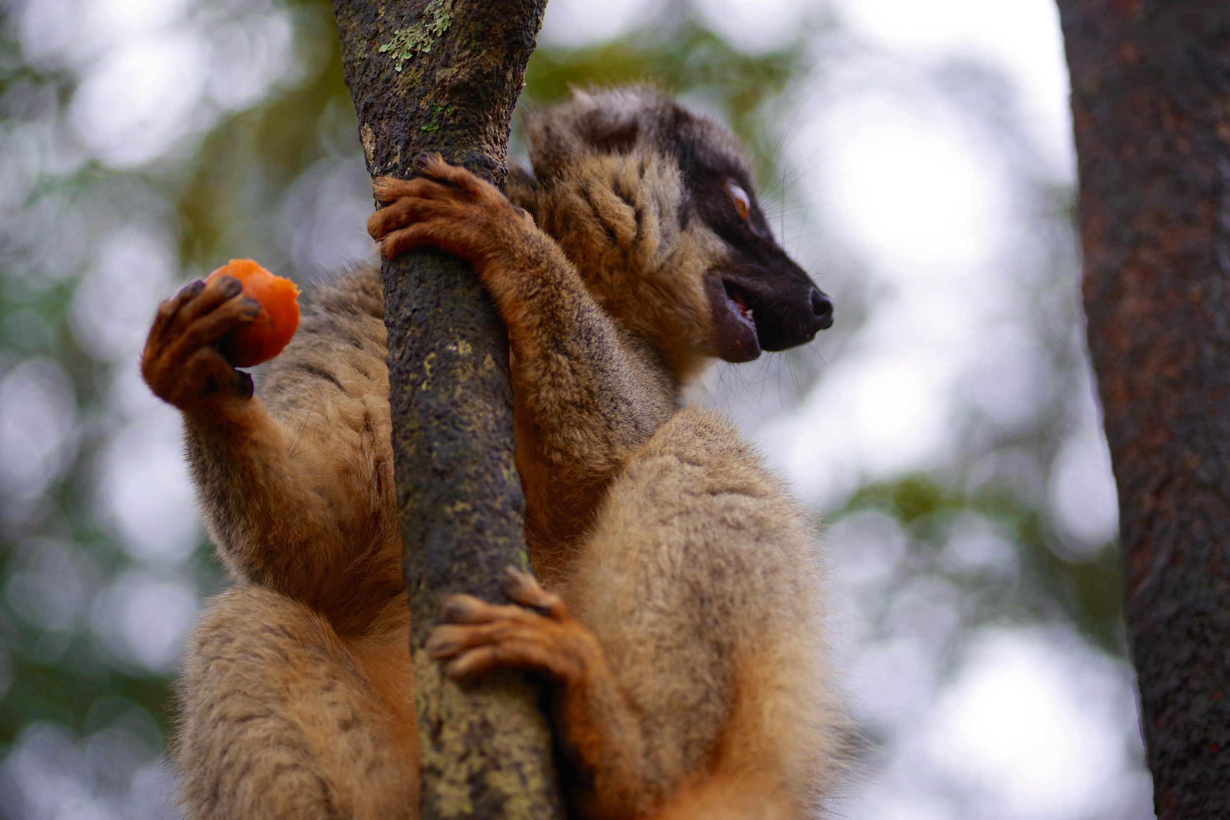 Did You Hear That? A lemur thought he heard the hiss of a hognose snake.