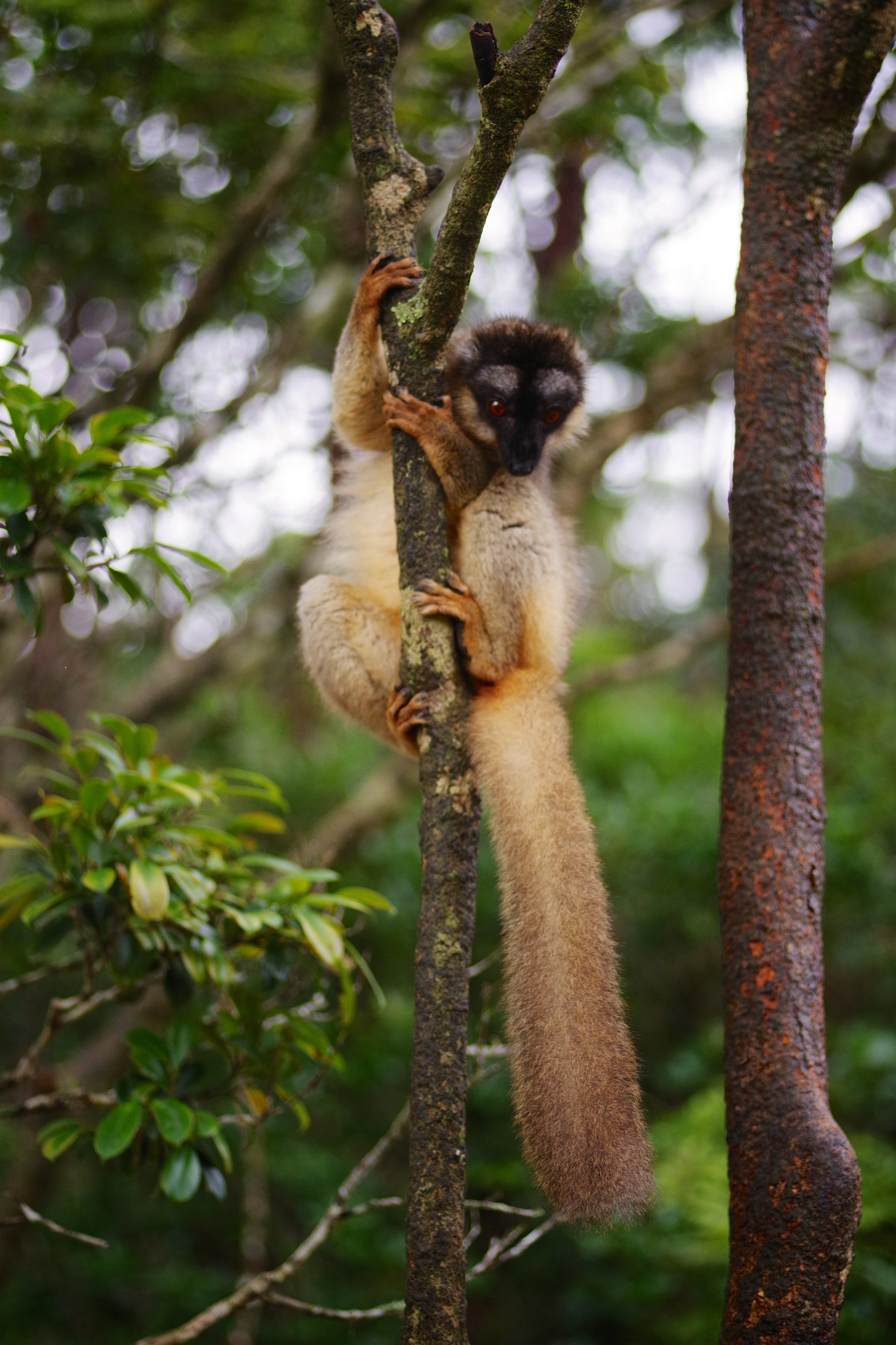 Perfectly Perched A Red-Fronted Brown Lemur perches herself between two hardwood trees.