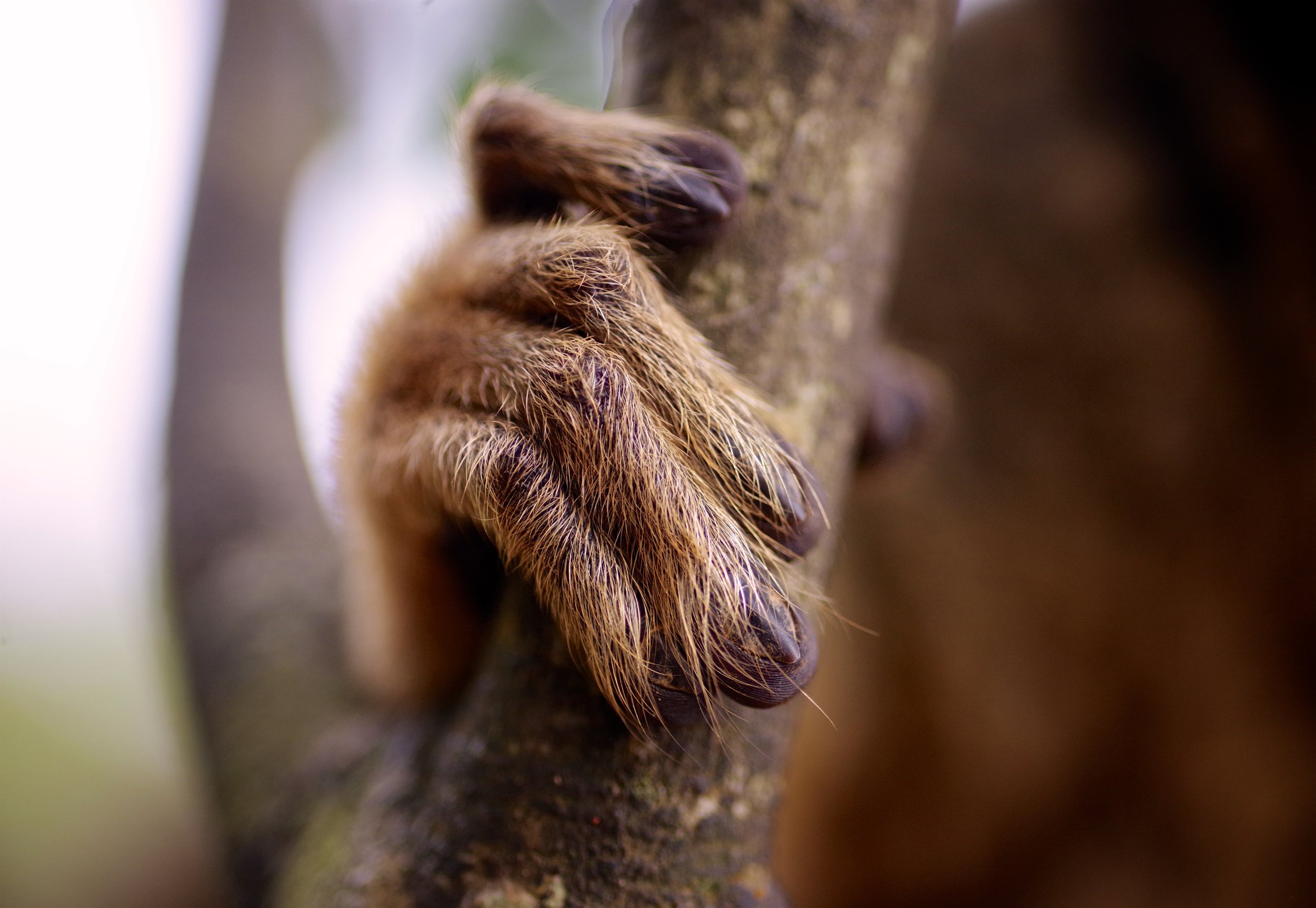 Hanging On The rainforests and deciduous scrub that make up a lemur’s natural habitat are under siege from deforestation brought about by the logging industry and oil exploration. Their survival may be as temporary as this lemur’s clutch on a strangler fig branch.