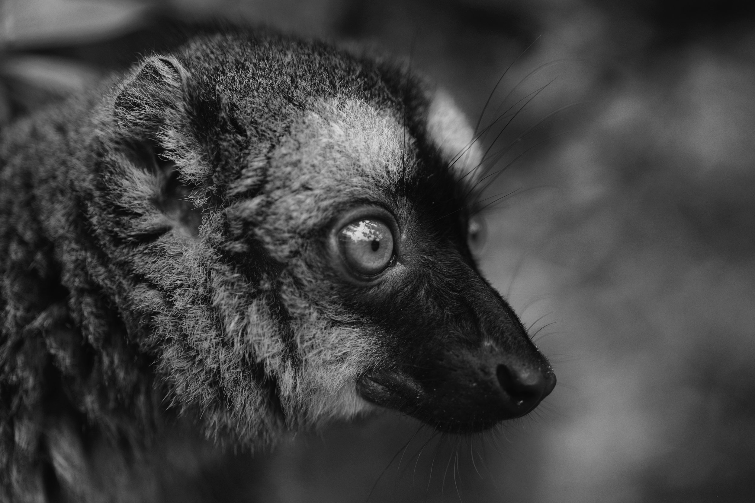 Lemur Niches Many lemur adaptations are in response to Madagascar's highly seasonal environment. Lemurs have relatively low basal metabolic rates and may exhibit seasonal breeding, dormancy (such as hibernation or torpor), or female social dominance. Most eat a wide variety of fruits and leaves, while some are specialists. Although many share similar diets, different species of lemur share the same forests by differentiating niches.