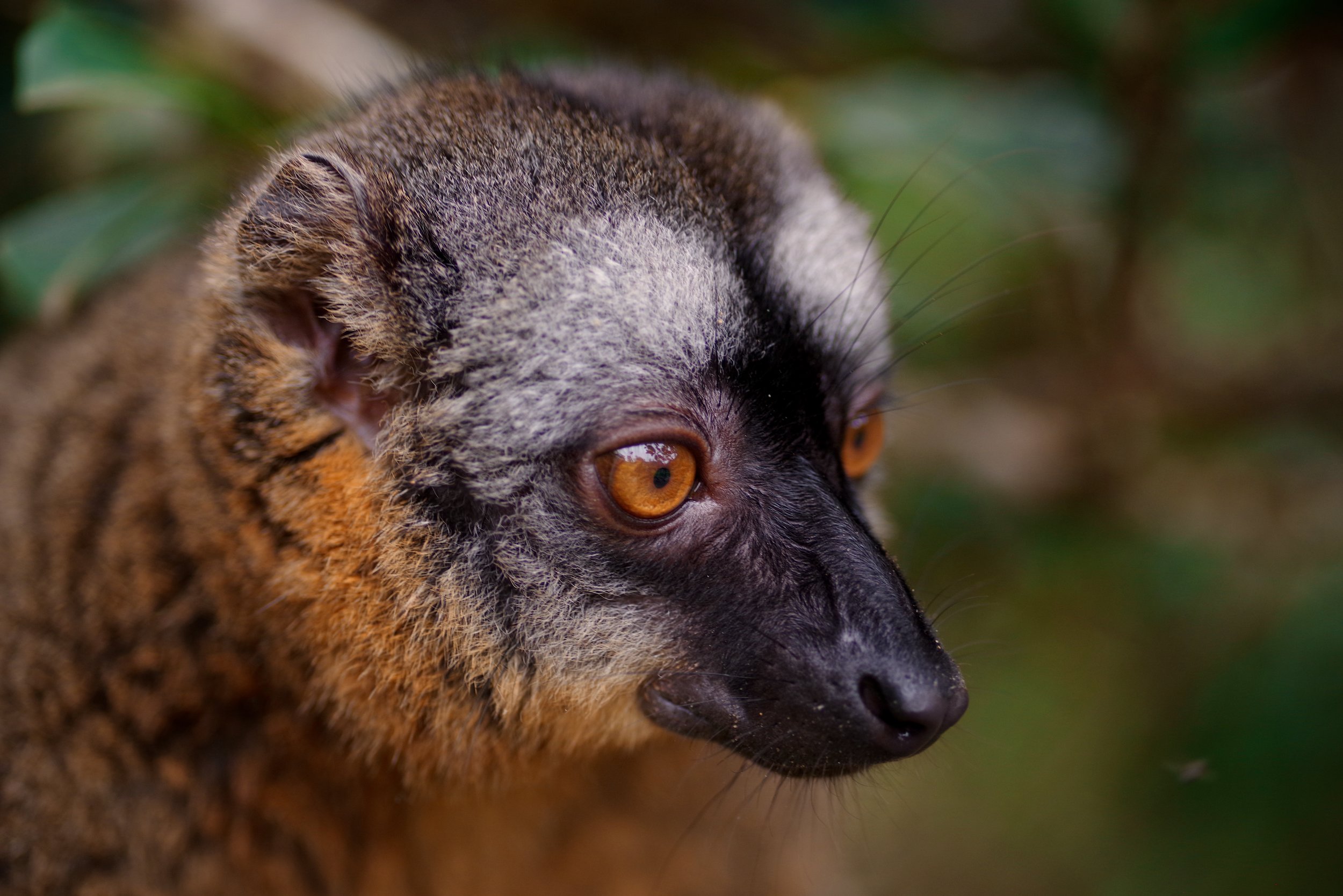 History of Study Lemur research during the 18th and 19th centuries focused on taxonomy and specimen collection. Although field observations trickled in from early explorers, modern studies of lemur ecology and behavior did not begin in earnest until the 1950s and 1960s. Initially hindered by political instability and turmoil on Madagascar during the mid-1970s, field studies resumed in the 1980s and have greatly increased the understanding of these primates.