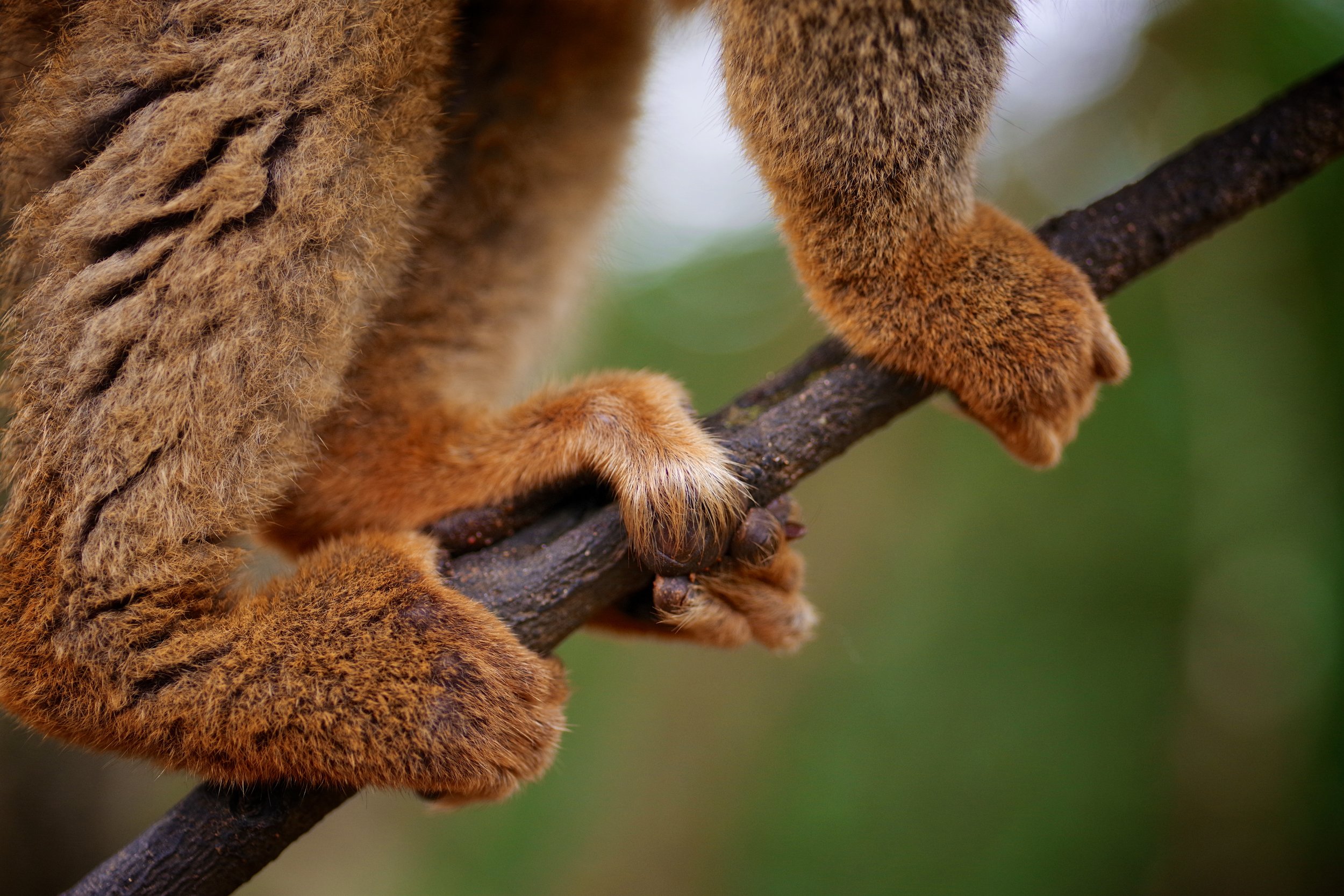 Personalities Galore Lemurs in larger social groups perform better on social cognition tests, according to a 2013 study, which found that group size predicts their scores more than brain size. Other research has shown distinct personalities in mouse lemurs, which vary from shy to bold to "mean as sin."