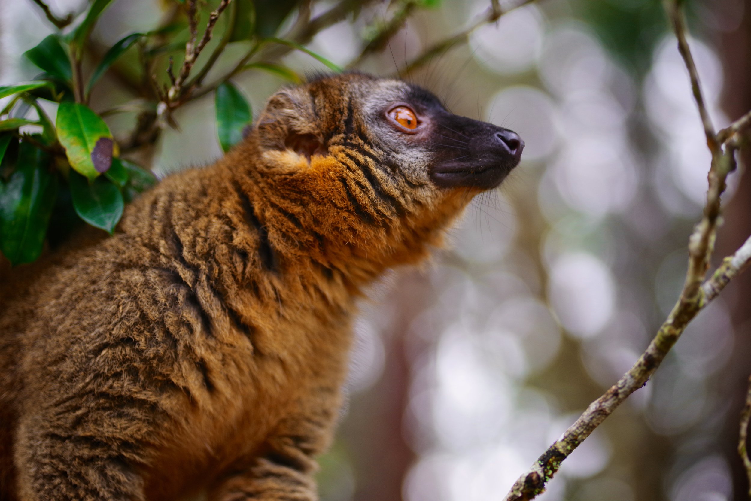 Meet all Lemurs Lemurs are a class of strepsirrhine primates endemic to the island of Madagascar. The word lemur derives from the word lemures (ghosts or spirits) from Roman mythology and was first used to describe a slender loris due to its nocturnal habits and slow pace, but was later applied to the primates on Madagascar.