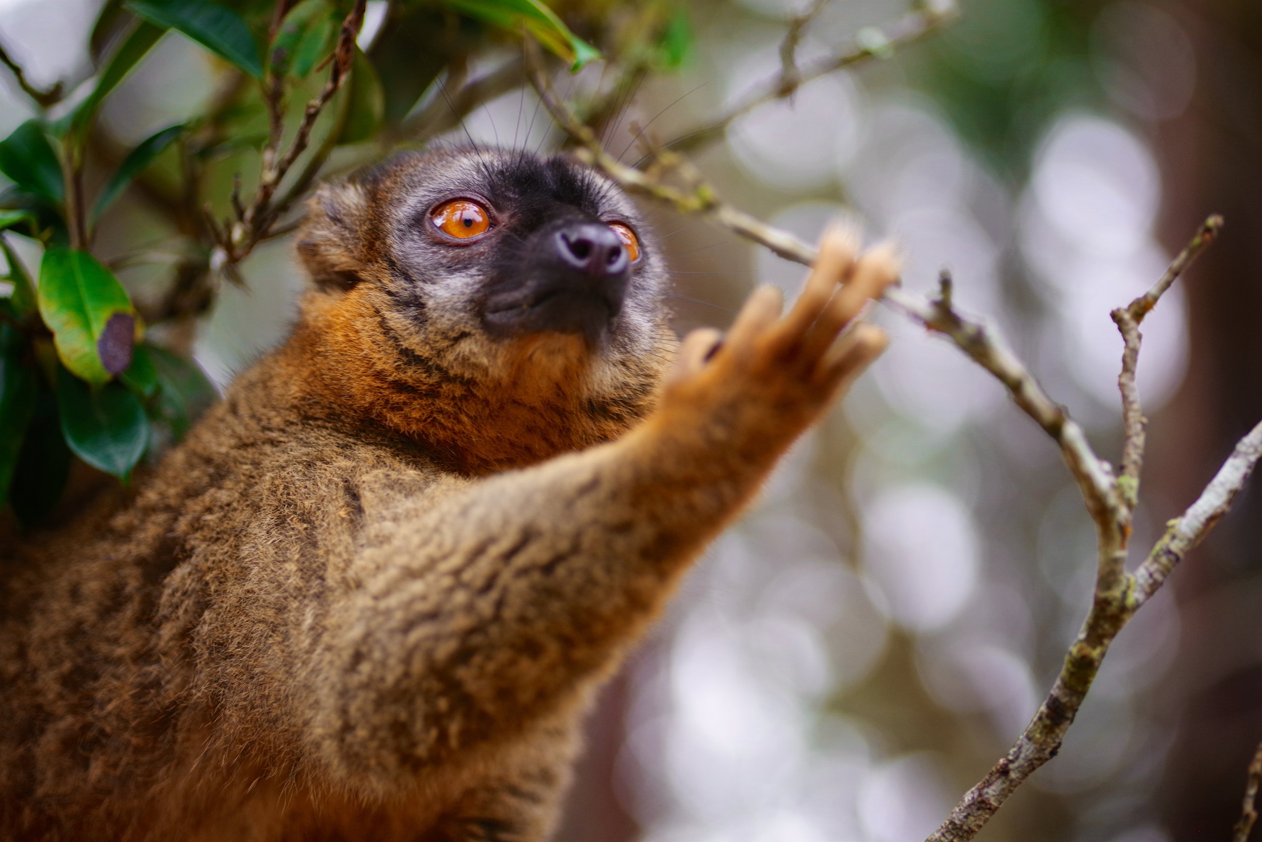 Sniffing Through To communicate with smell, which is useful at night, lemurs will scent mark with urine as well as scent glands located on the wrists, inside elbow, genital regions, or the neck. The scrotal skin of most male lemurs has scent glands.
