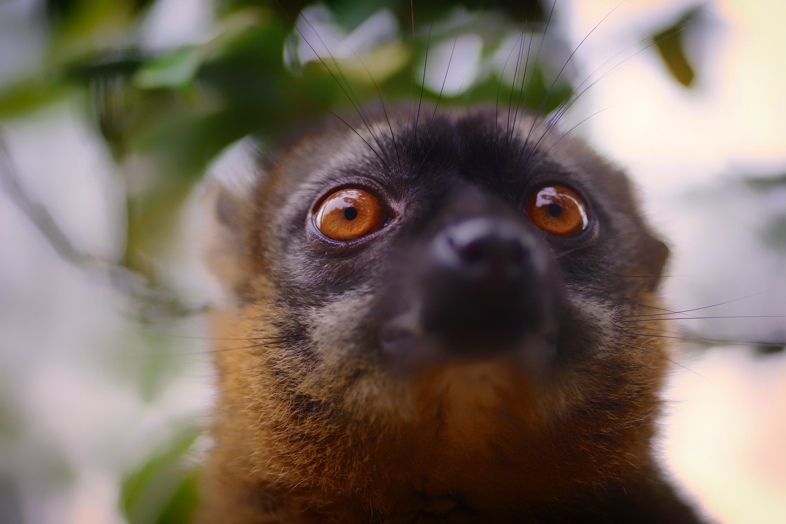 Clever Girl While it's been known for years that primates can learn new skills faster by studying their peers, a 2018 study reveals that lemurs actually do it backward. The more a lemur performs a new skill, the more popular the lemur becomes.