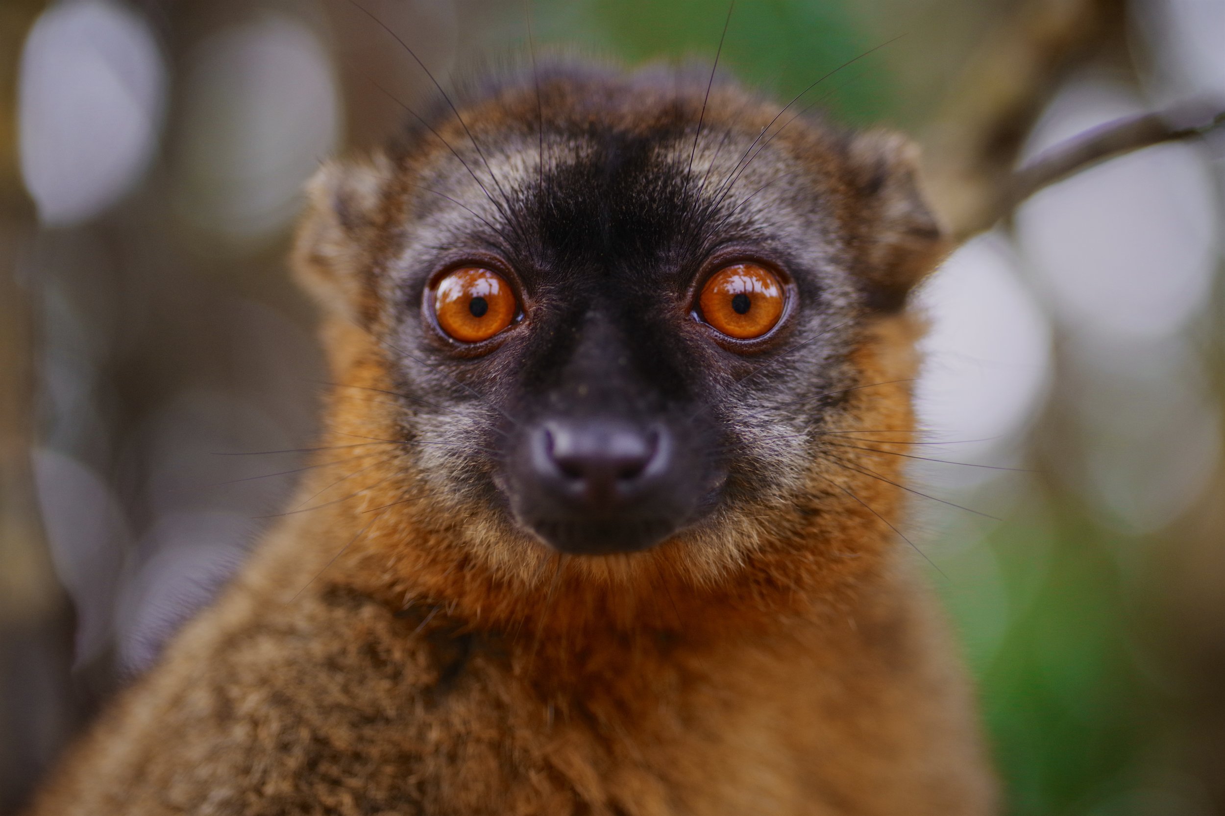 What’s in a Name? "Lemur" was coined in 1795 by Carl Linnaeus, the founder of modern taxonomy, who took it from Latin. Lemures were "evil spirits of the dead" in Roman mythology, according to the Online Etymology Dictionary, and while the origin is hazy before that, it might date back to an ancient, non-Indo-European word for malevolent spirits.