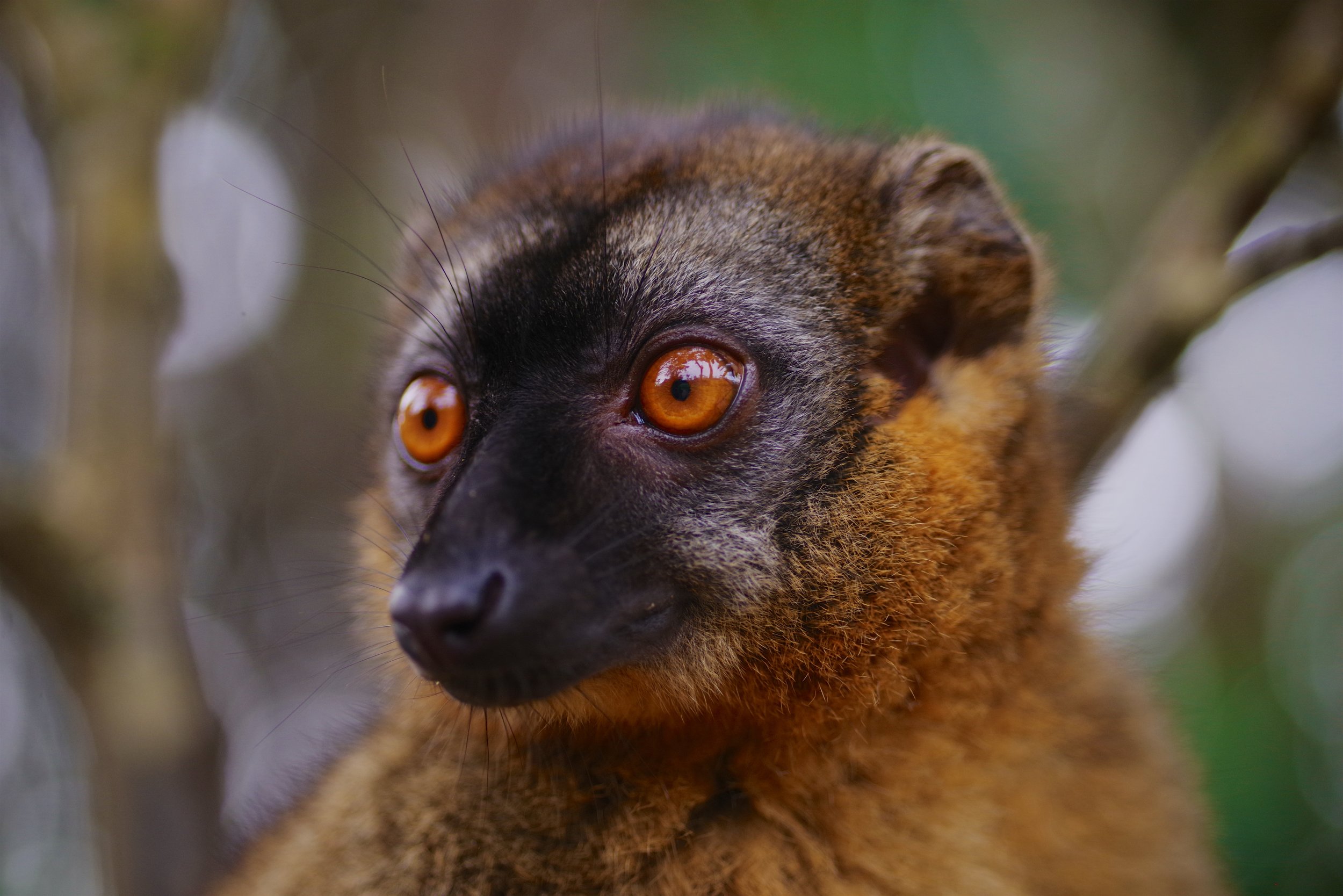 Eerie Surroundings Lemurs have eerily humanoid bodies, move around with ghostly grace and tend to be active at night. Still, the "evil" part is a little unfair. Linnaeus may not have meant it literally, but certain lemurs — namely the endangered aye-aye — are still haunted by people who do.