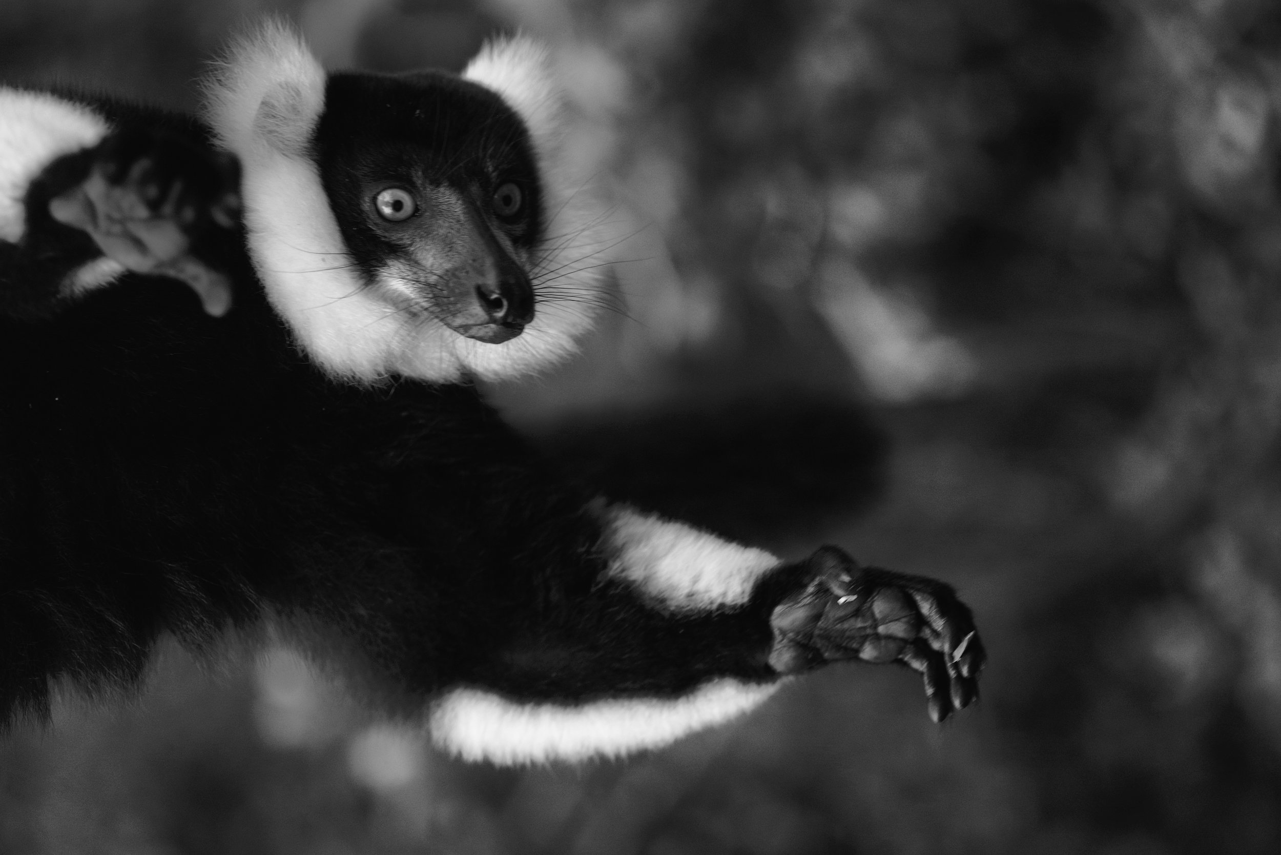 The Great Pollinator The traveler's palm tree relies primarily on black-and-white ruffed lemurs to pollinate its flowers. Both ruffed species get pollen all over their noses as they eat fruit and nectar, and thus spread pollen to other plants as they forage.