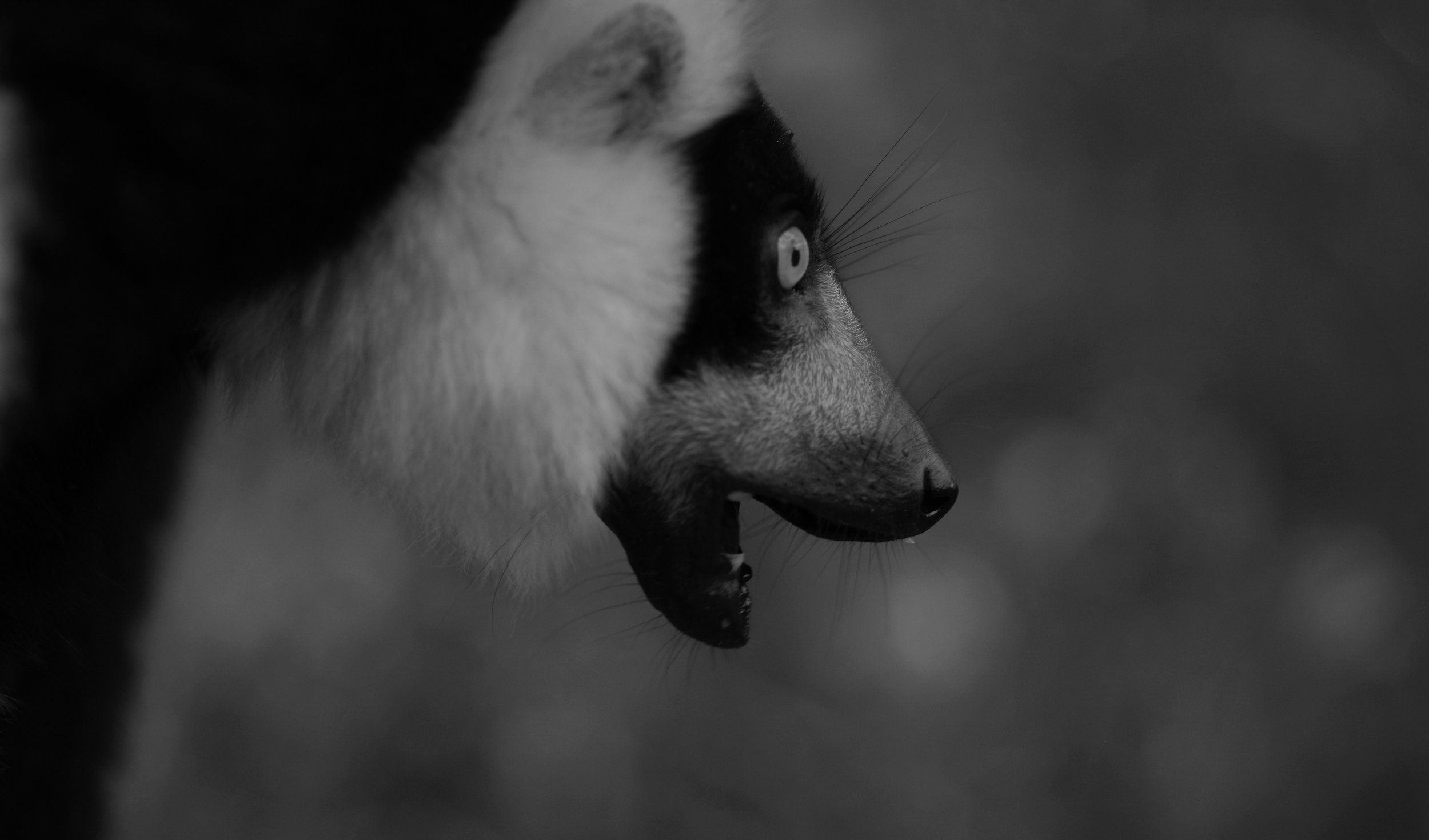 Strange Beginnings The story of the lemurs begins over 70 million years ago, when lemur-like animals, the planet’s first primates, roamed Africa along with the dinosaurs.