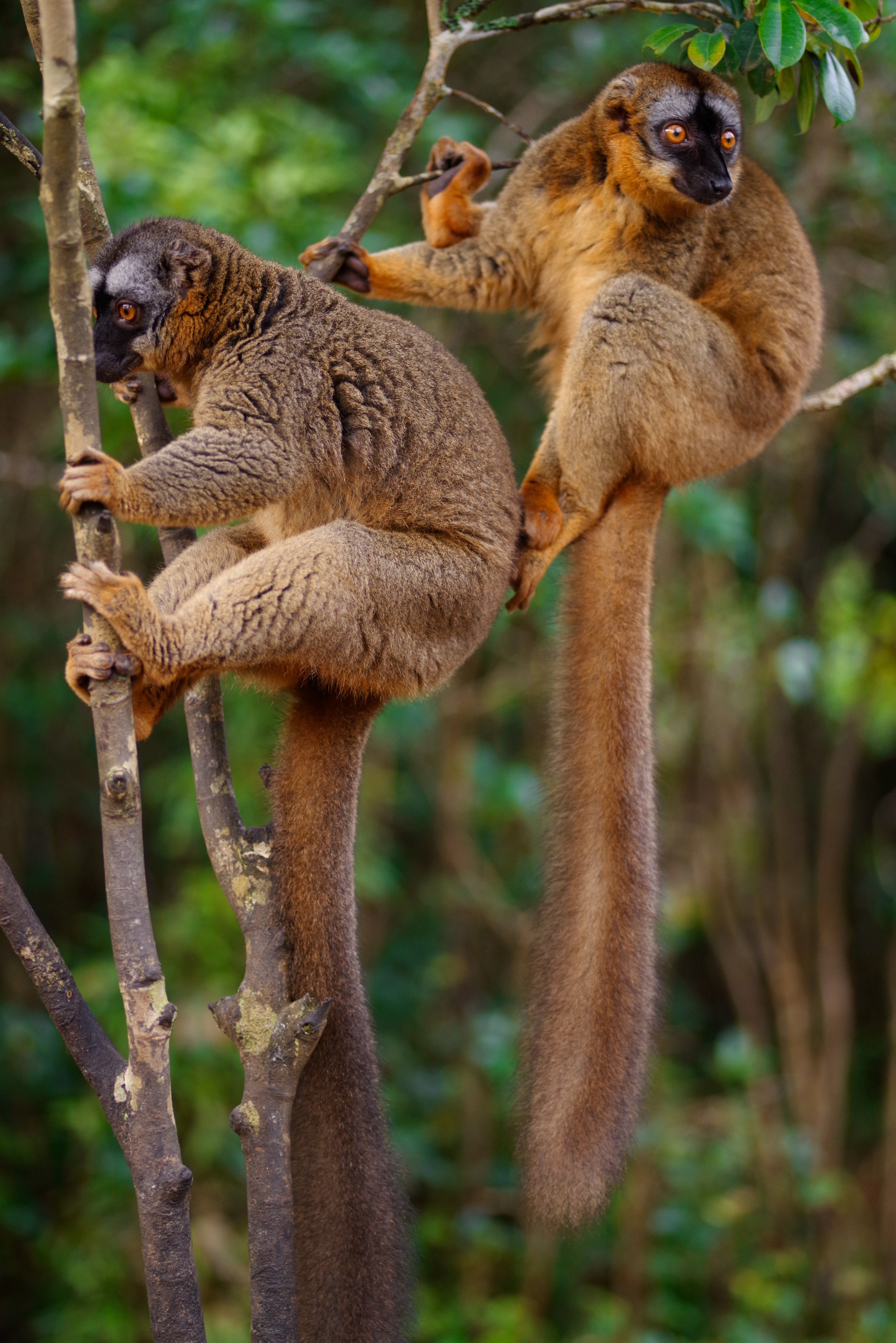 Chilling Prosimians Lemurs belong to a group called prosimian primates, defined as all primates that are neither monkeys nor apes. Though there are many species of lemur, there are very few individuals. Lemurs are considered the most endangered group of animals on the planet. These primates are only found in one small area of the Earth. Many species have small and decreasing numbers.