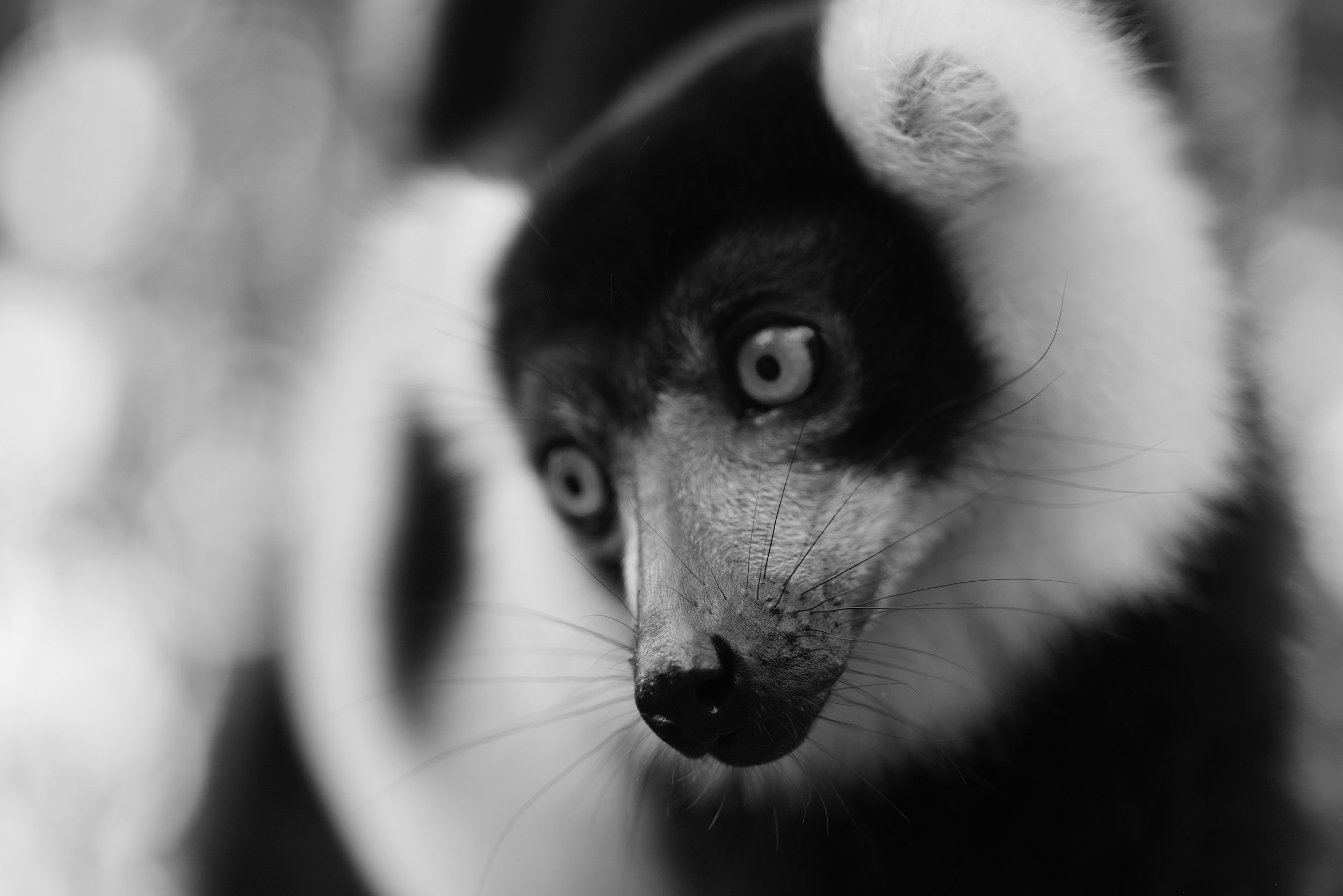 Habitat Specialists Lemurs only live in one place in the world, Madagascar and the nearby Comoros Islands, which are off the coast of Mozambique in Africa. They occupy many different habitats: dry deciduous forests, spiny forests, rain forests, wetlands and mountains.