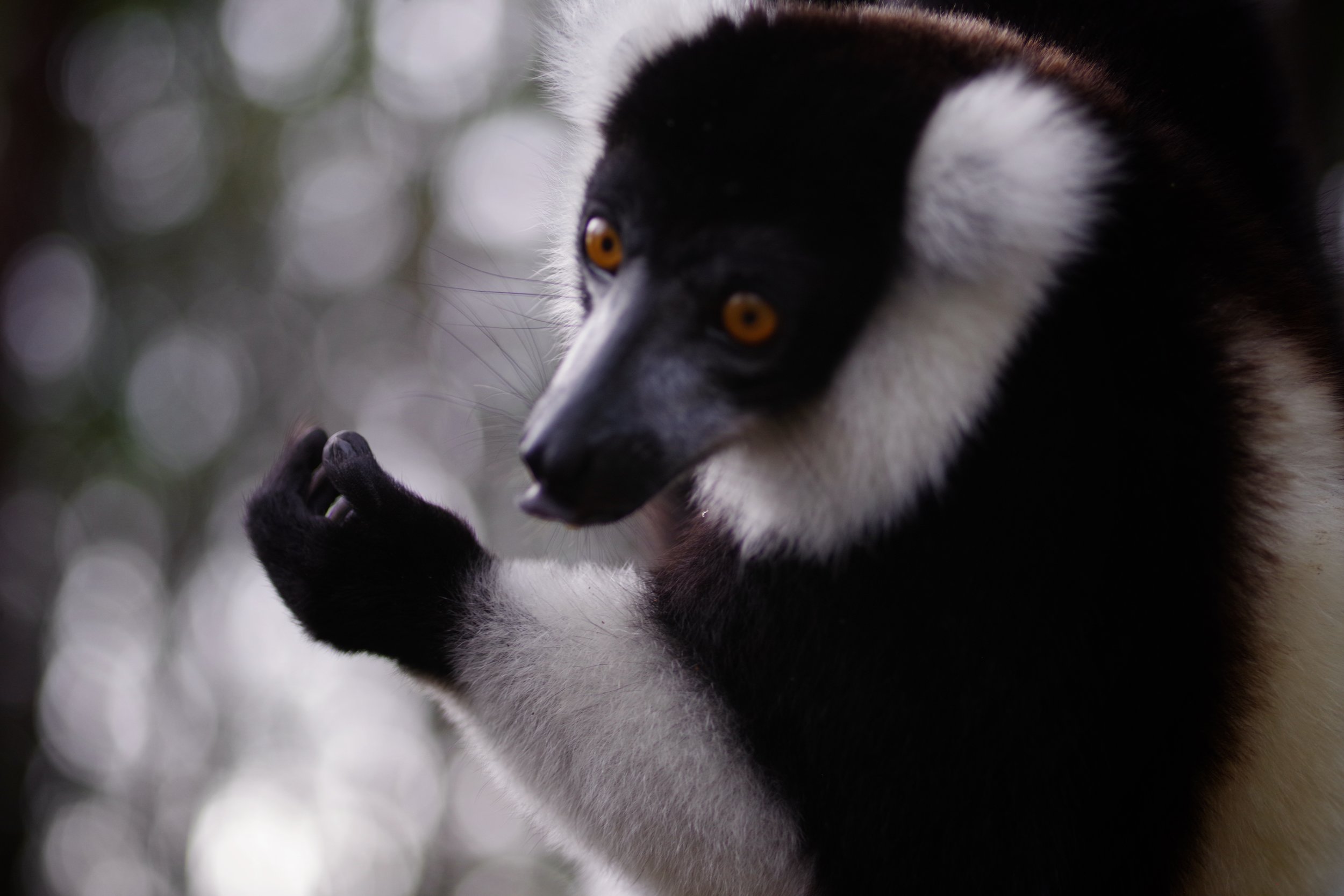 Balanced Diet Some lemurs are herbivores, which means they do not eat meat. They love fruit, but will also eat flowers, leaves, tree bark and sap. Other lemurs are omnivores and eat a variety of foods that include fruits, nectar, flowers and leaves with a side of insects, spiders and small vertebrates, according to the World Animal Foundation.