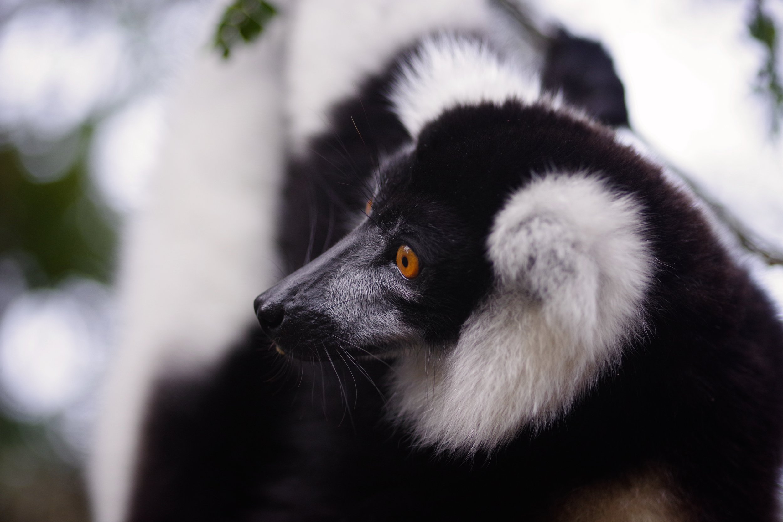 Nervy Future According to the World Animal Foundation, 16 percent of all lemurs are classified as critically endangered, 23 percent are classified as endangered, 25 percent are classified as vulnerable, 28 percent are "data deficient" and 8 percent are classified as least concern.