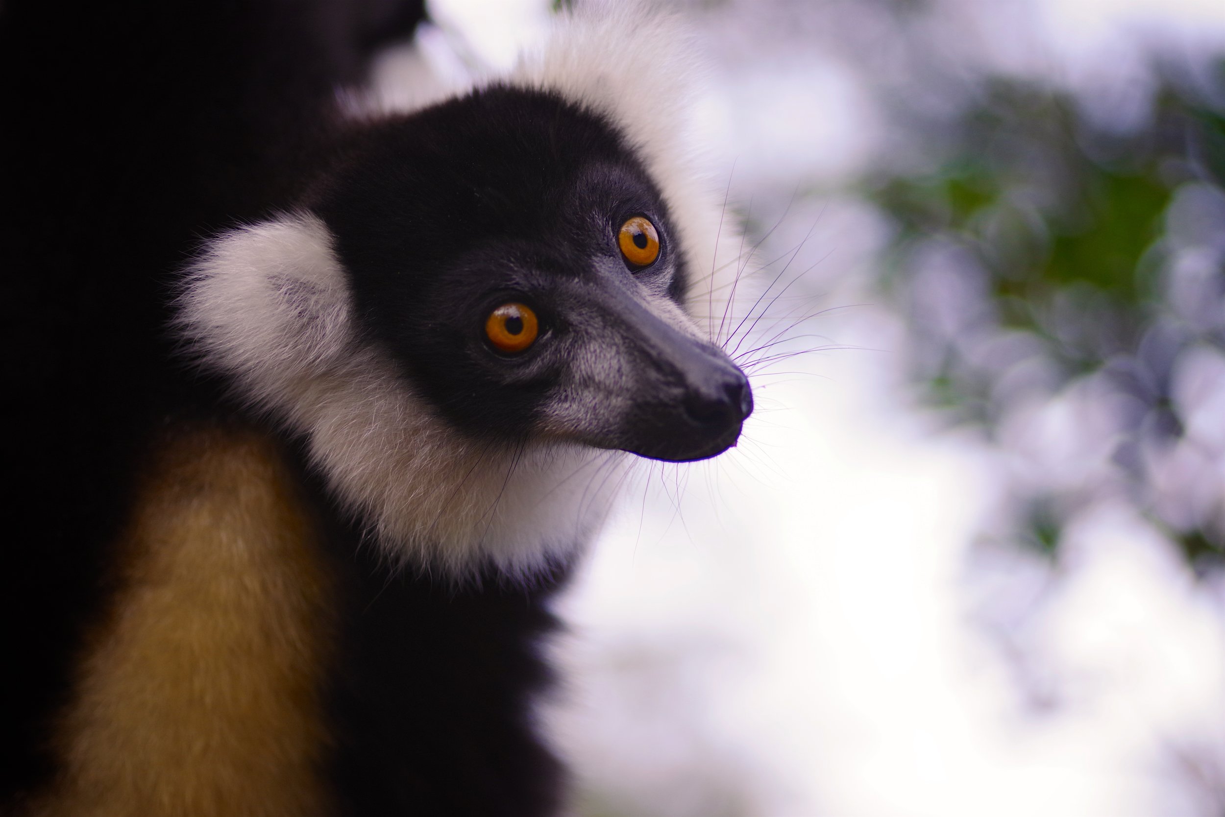 Social Beings Lemurs are very social creatures and live in groups called troops. The ring-tail lemur’s troop is led by a dominant female and can include six to 30 animals.