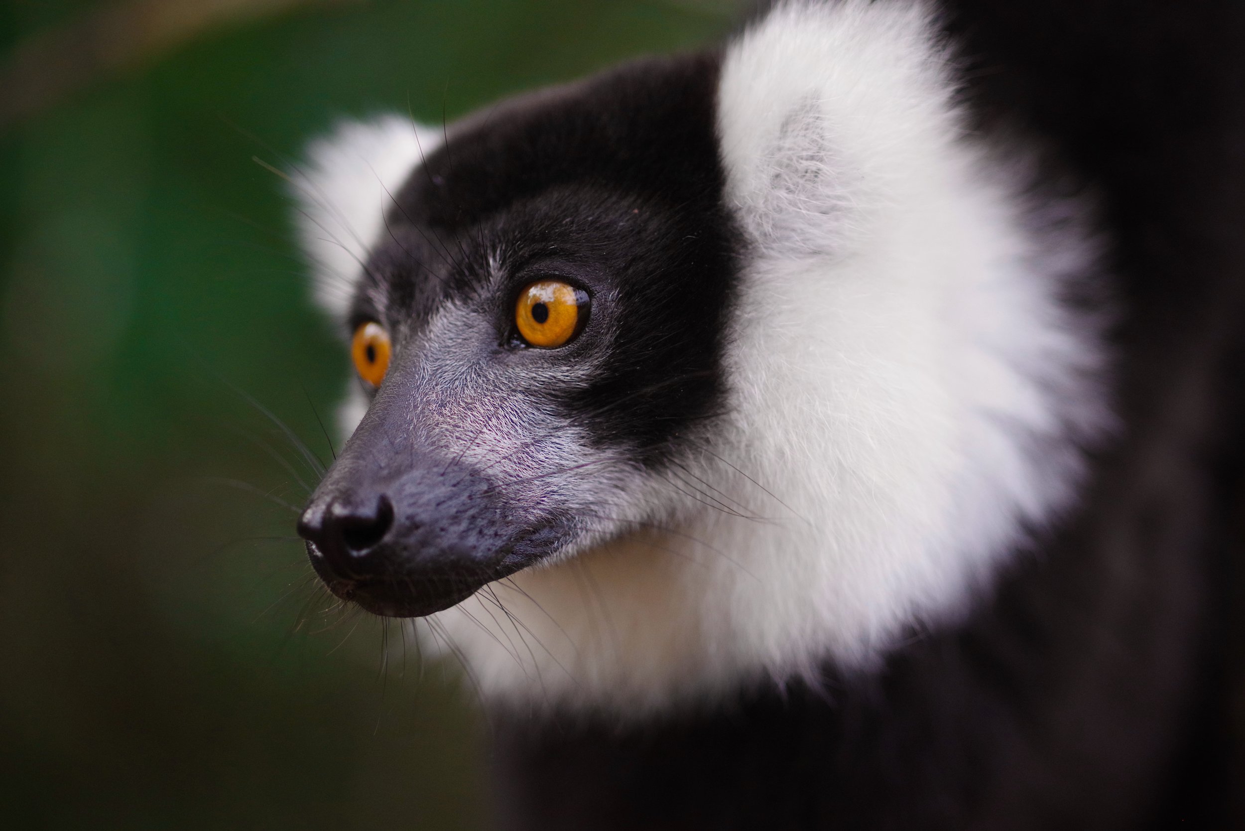 The Sound of a Rival The unmistakable chorus of a rival troop alerts this ruffed lemur.