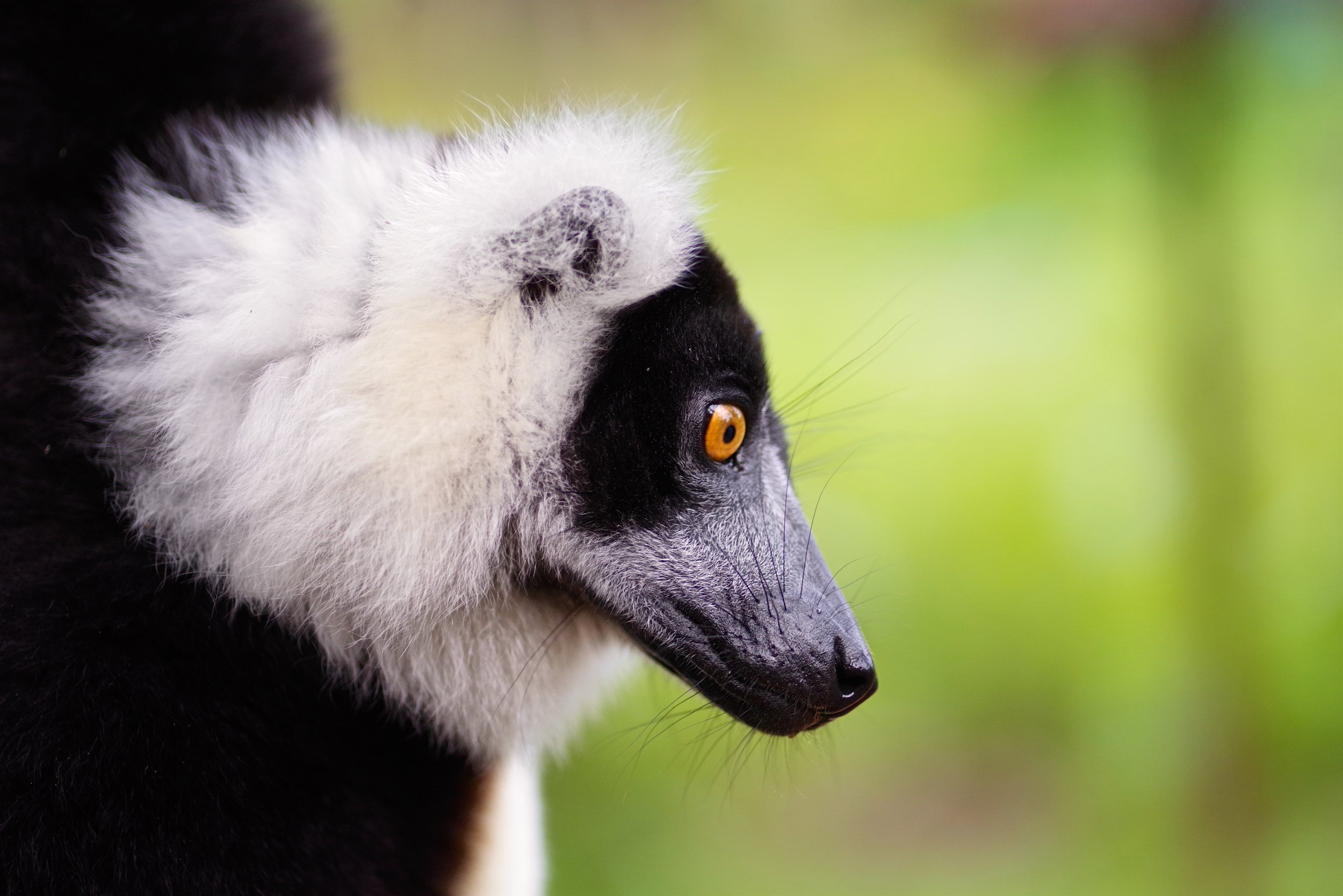 Call of The Wild A Ruffed lemur starts his tree top voyage.