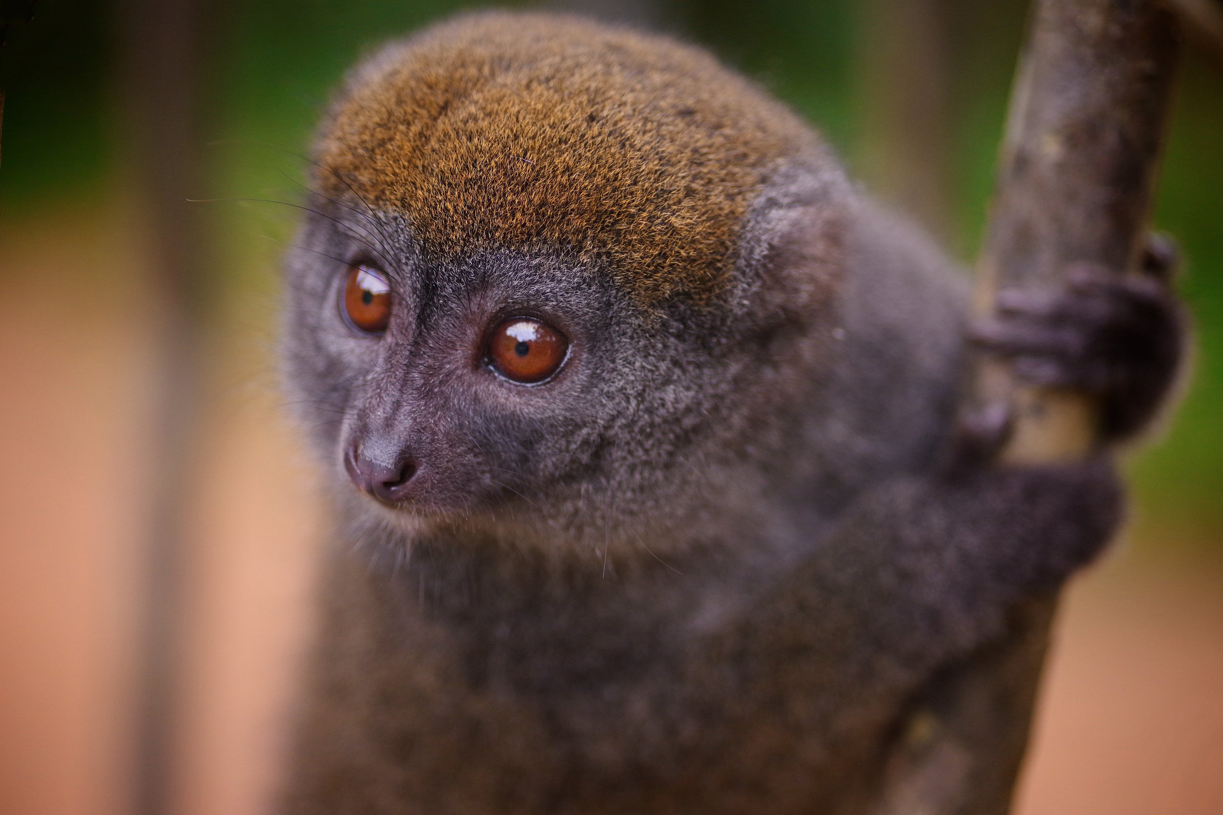 Good Hands Bamboo lemurs appear to have greater manual dexterity and superior hand-eye coordination than other lemurs.