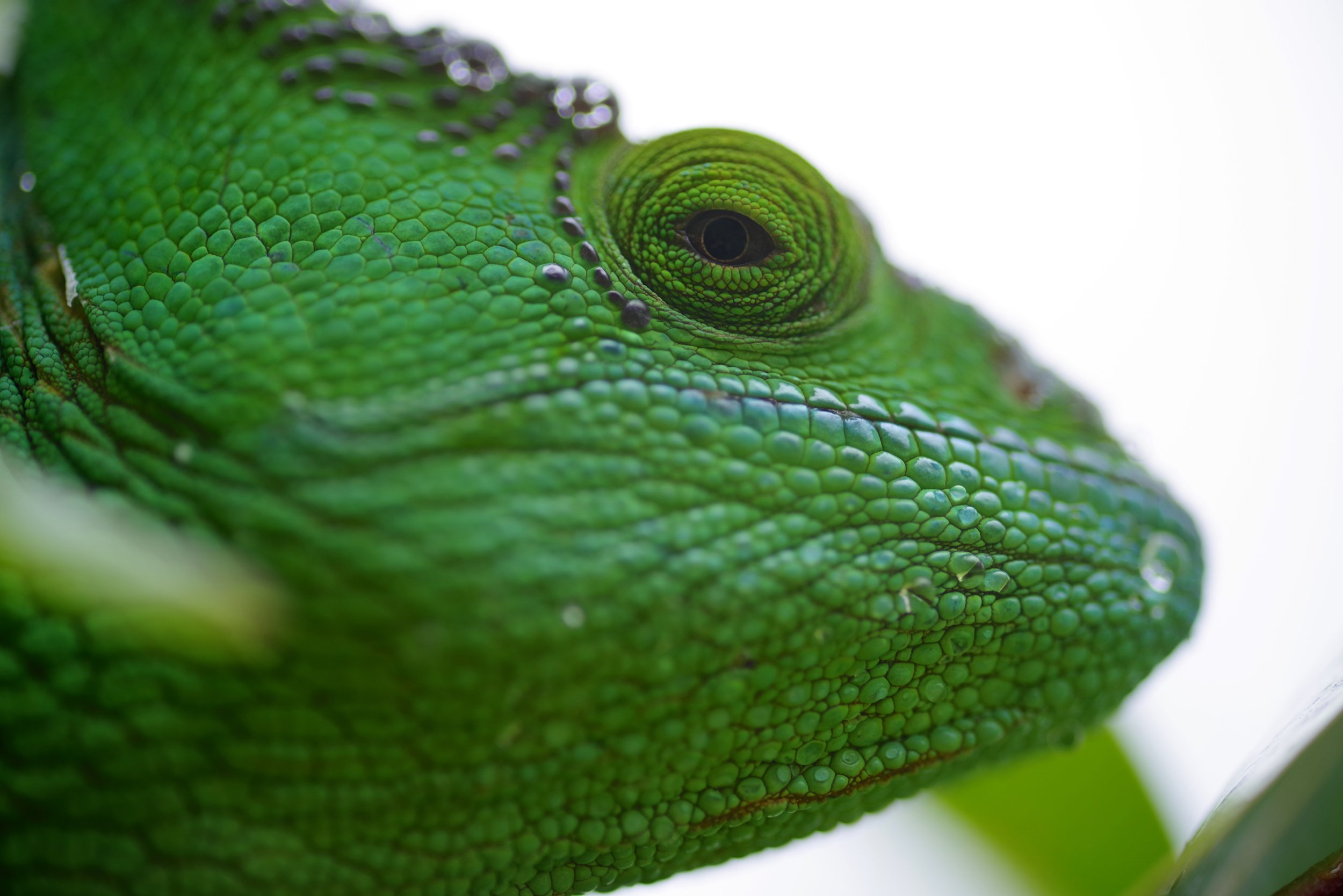 Oustalet’s Chameleon This huge chameleon species thunders over branches, its eyes darting left and right for a dragonfly or hissing cockroach to feast upon.