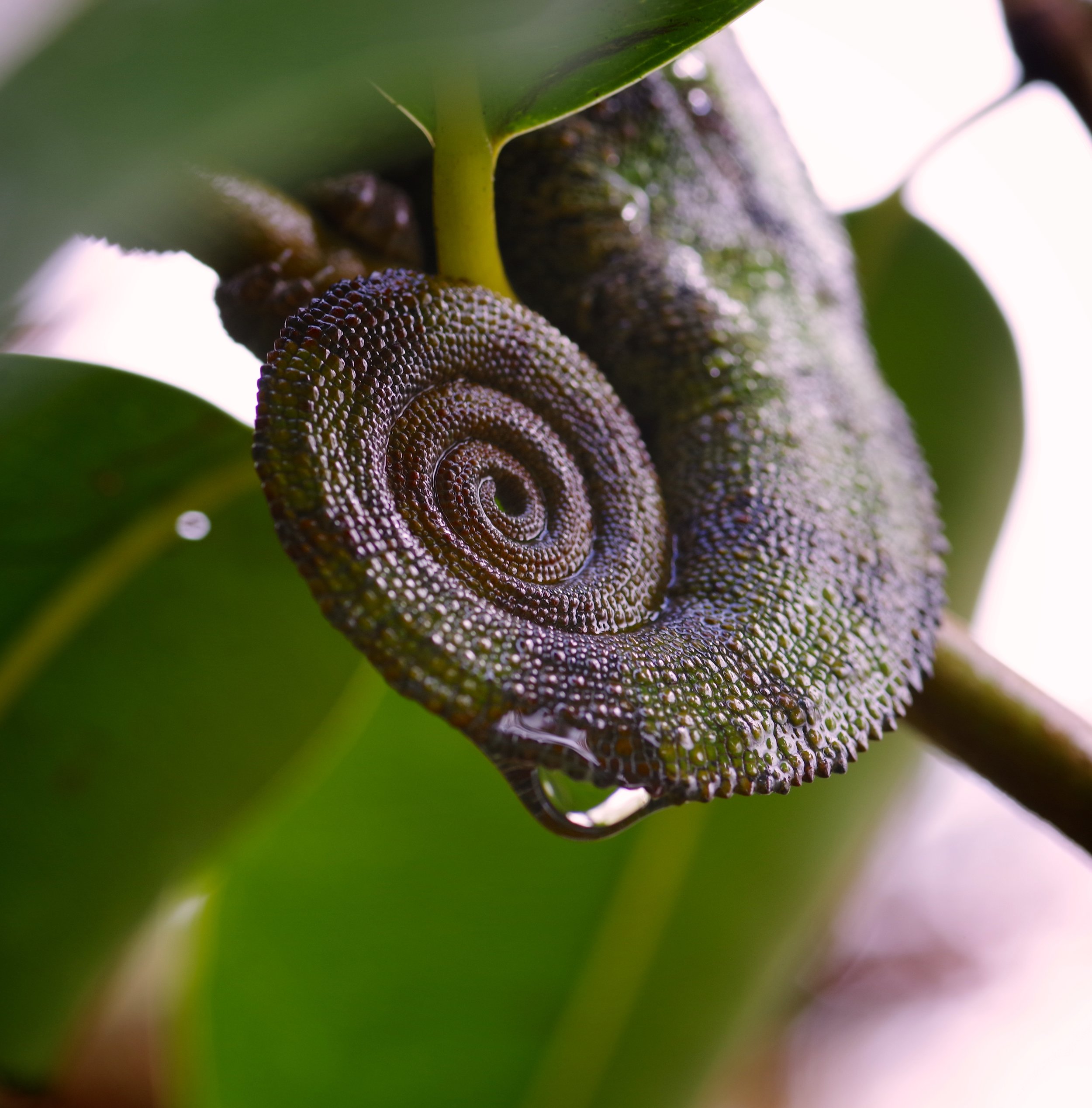 Wet Coils The humidity of the rainforest shows up as dew drops on this female chameleon’s tail.