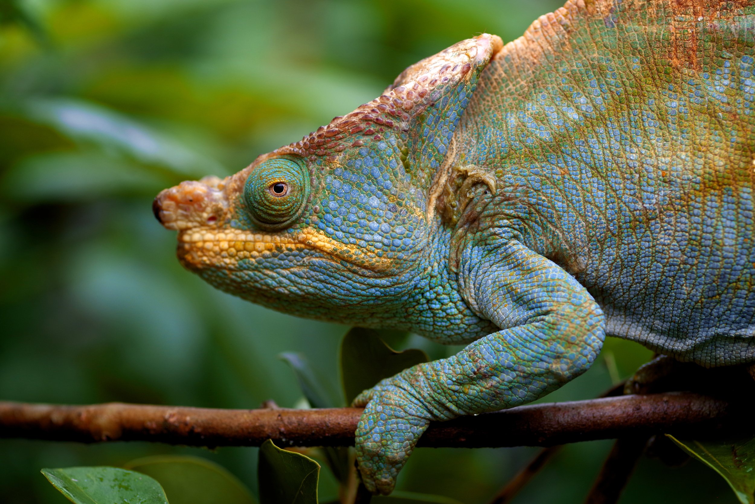The King A large Parson’s Chameleon puffs out his chest and sides, demonstrating his sizable girth. The king has chosen green robes for the evening.