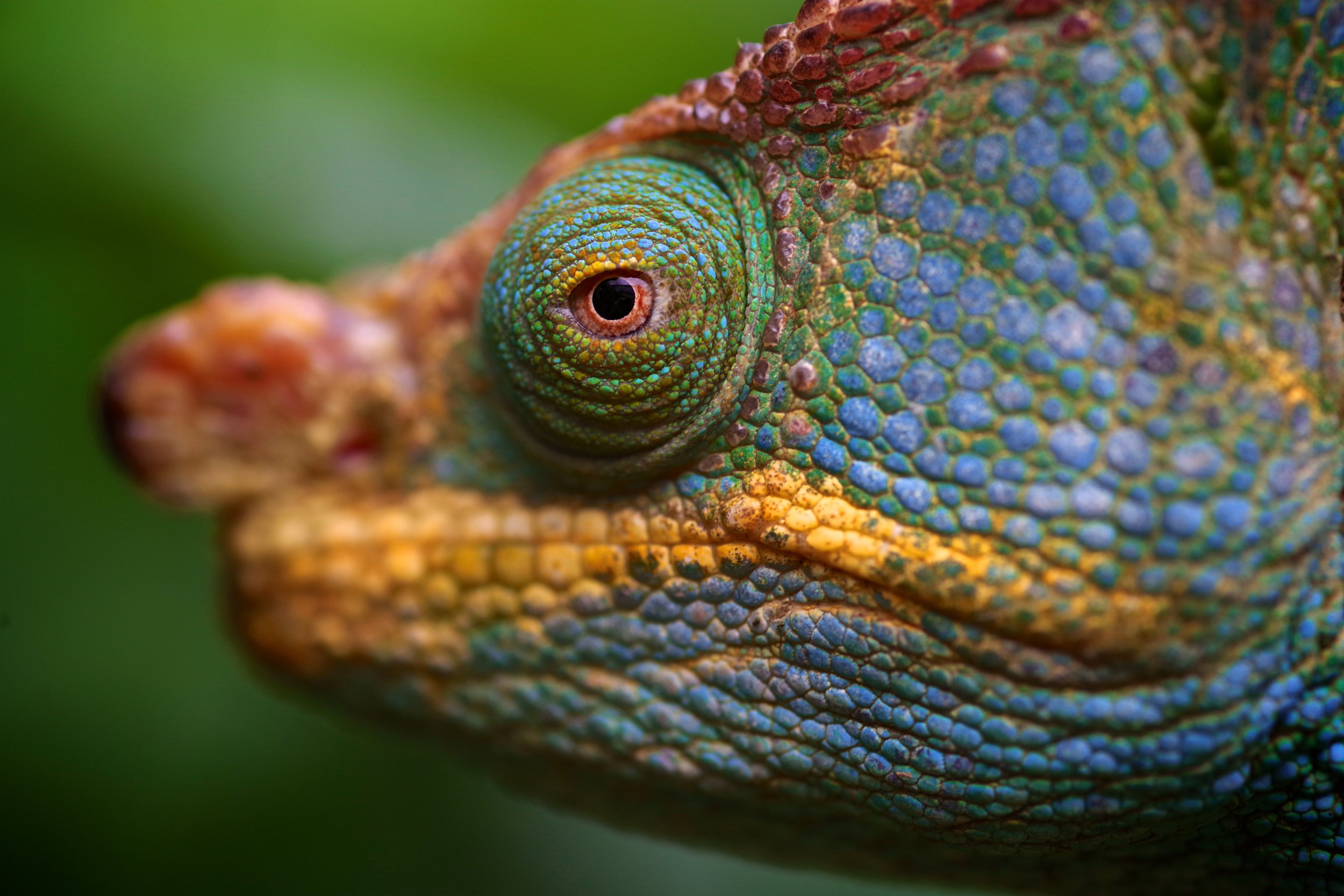 Wise Eyes They have witnessed brutal fights from canopy heights, fellows being lifted off by hungry hawks and thousands of locusts zapped from their resting branches during insect migration and reptilian feeding sprees.