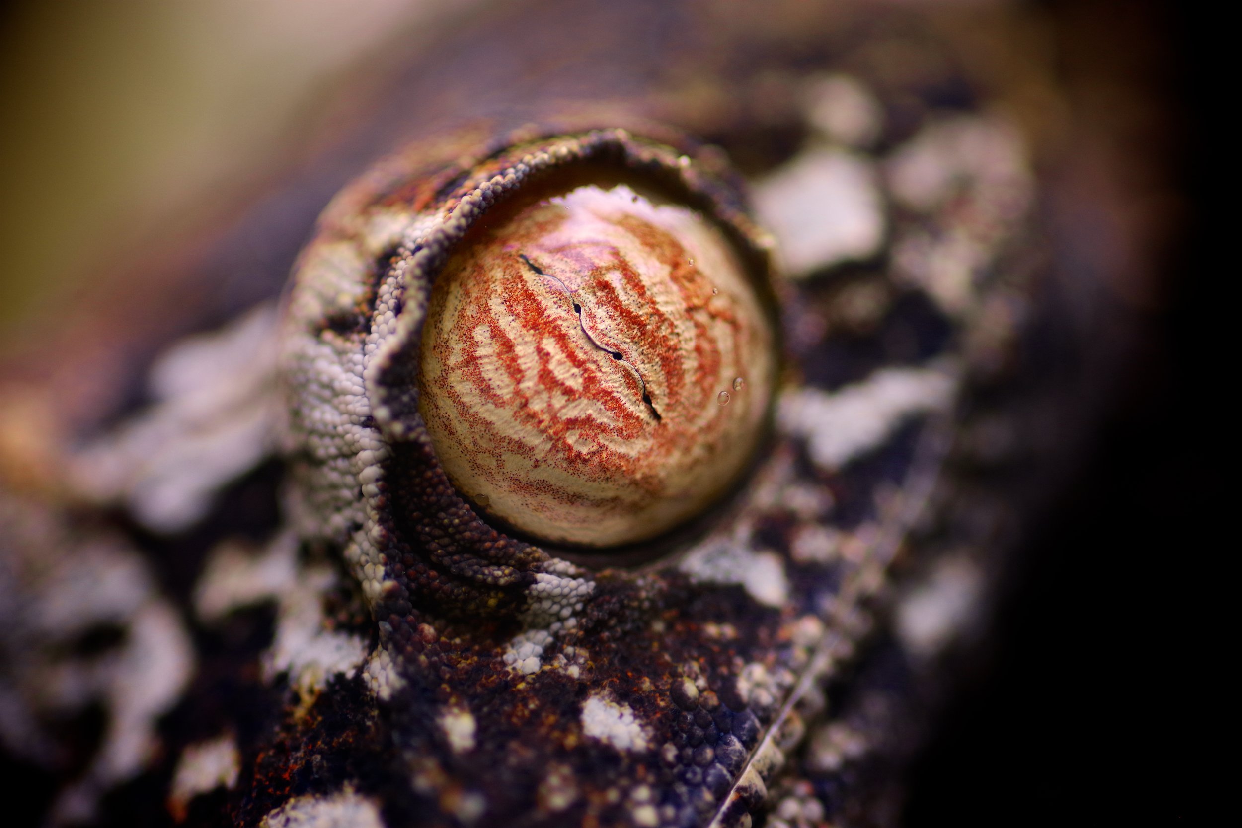 Lord Leaf Tail Like the Eye of Sauron a gecko opens his jupiter-esque orb to peer through the undergrowth. Leaf Tail geckos are superb spies.