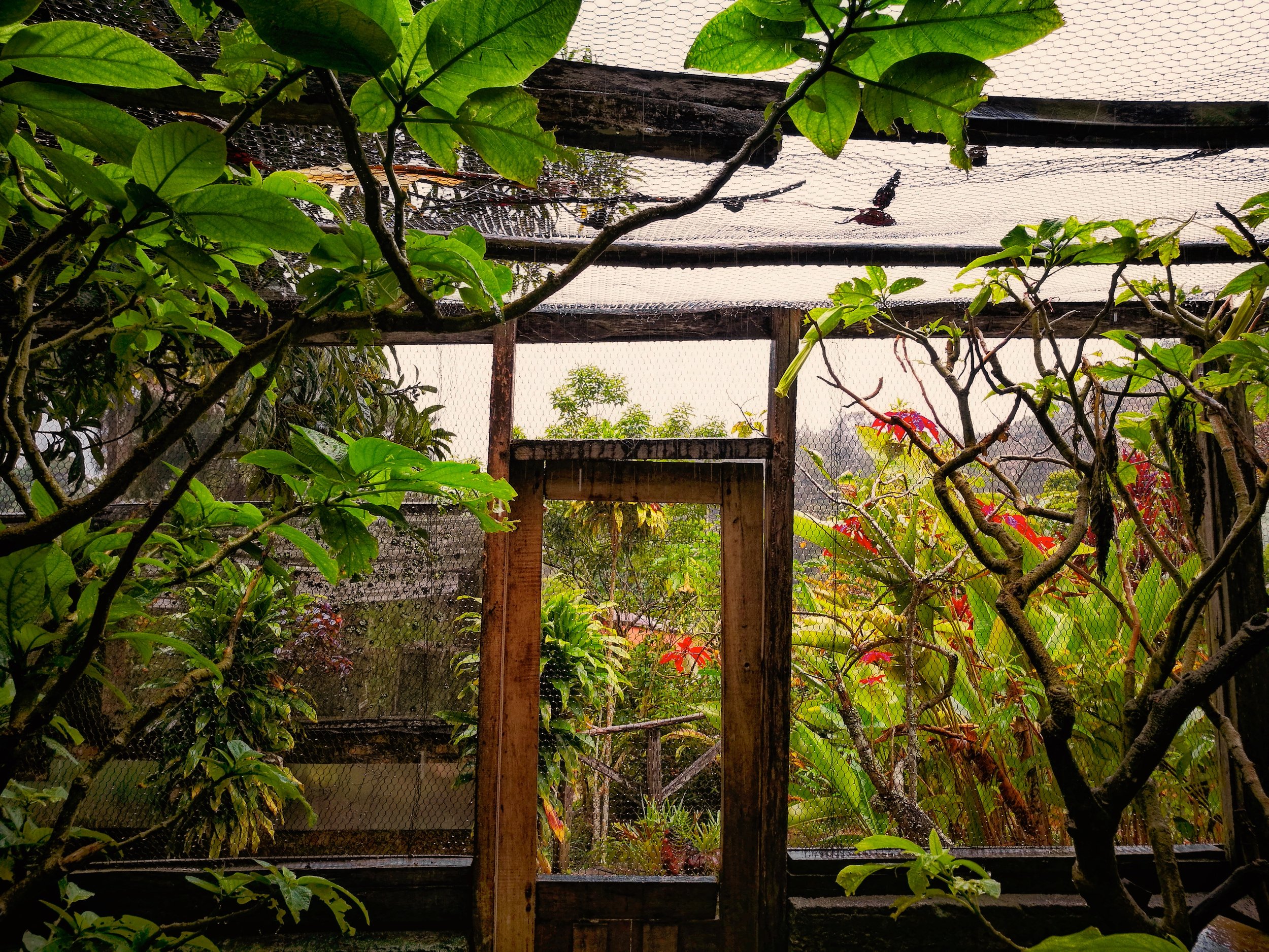 Netted Garden Nets prevent lemurs and rats from picking on this garden’s fruit. A selection of figs and flowers grow here.