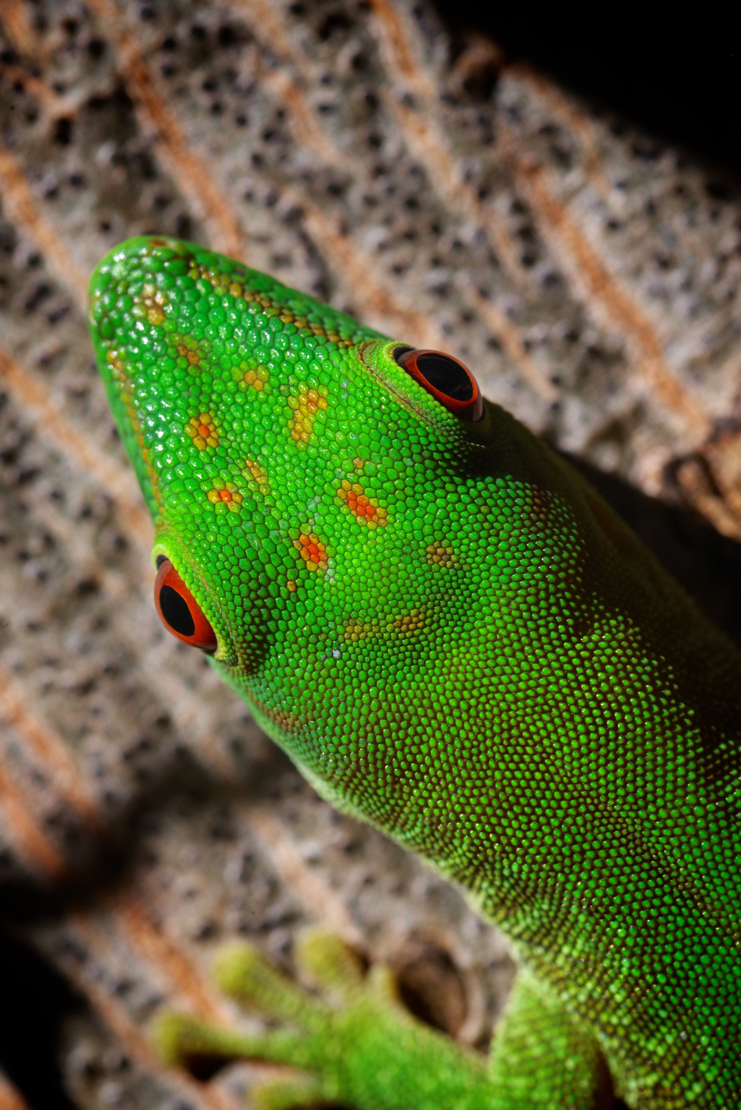 Emerald Climber The iridescent scales of this Day Gecko shimmer against the bark of a baobab tree.