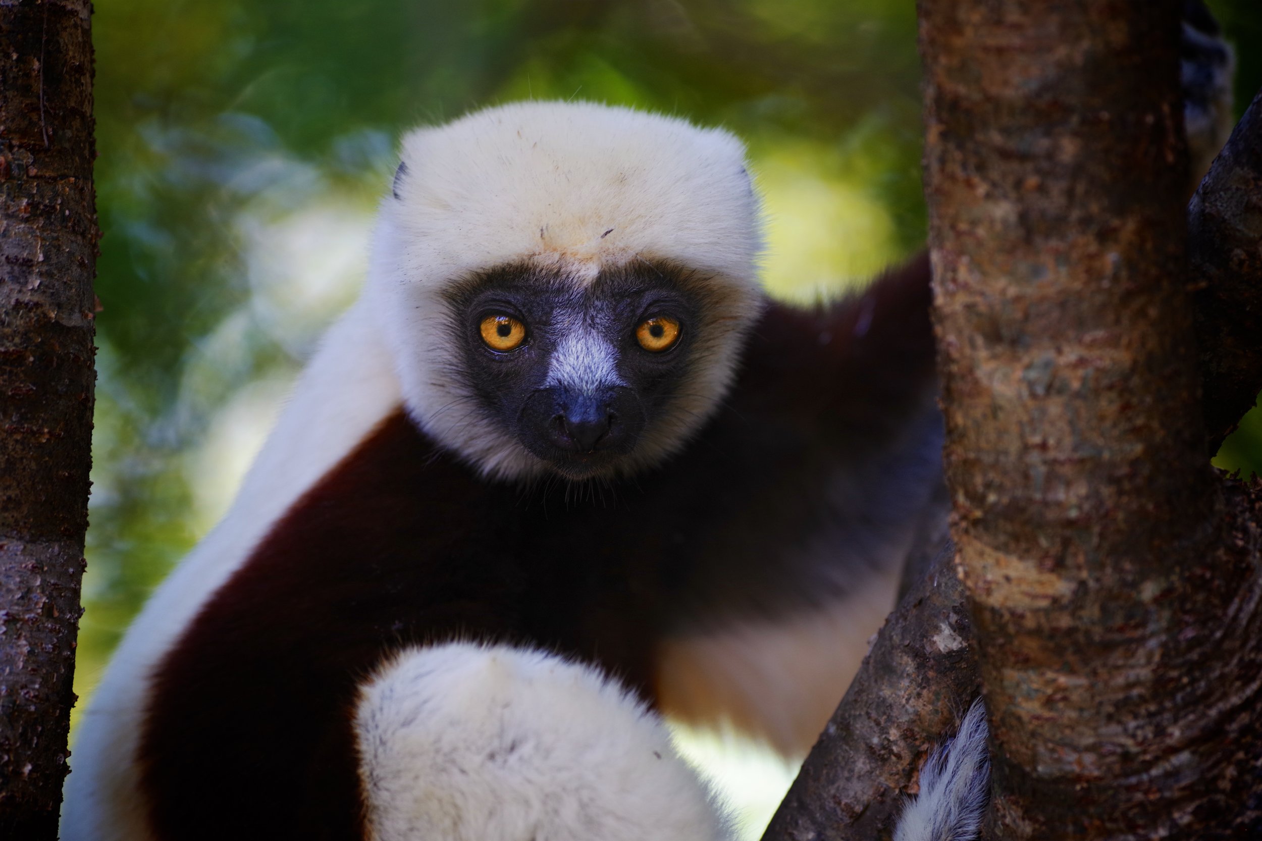 Sifaka Eyes The mysterious stare through those amber colored orbs is an unforgettable experience for those at the other end of the lens.