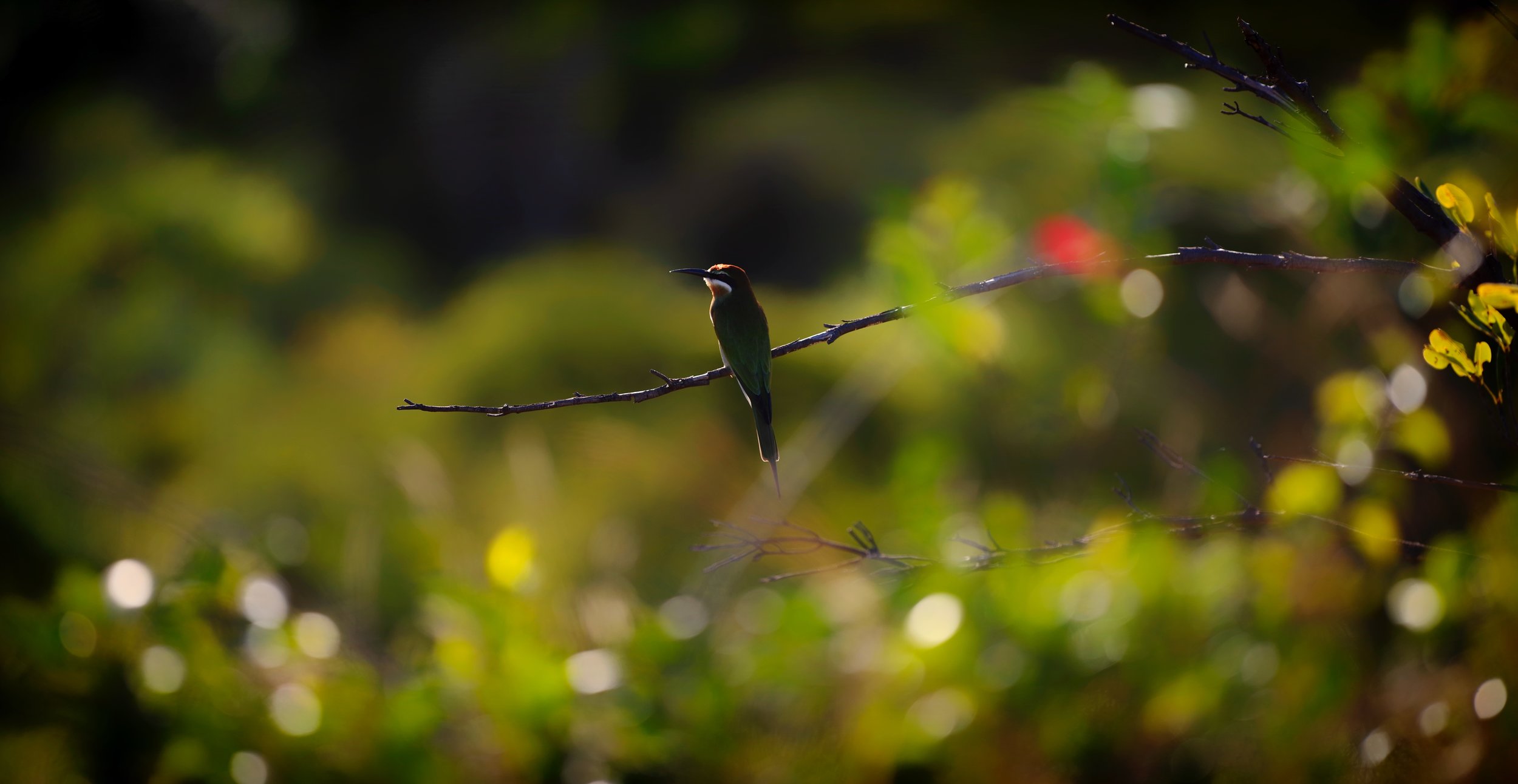 Bee Eater A slender branch offers a perfect vantage point for this brightly colored tropical bird.