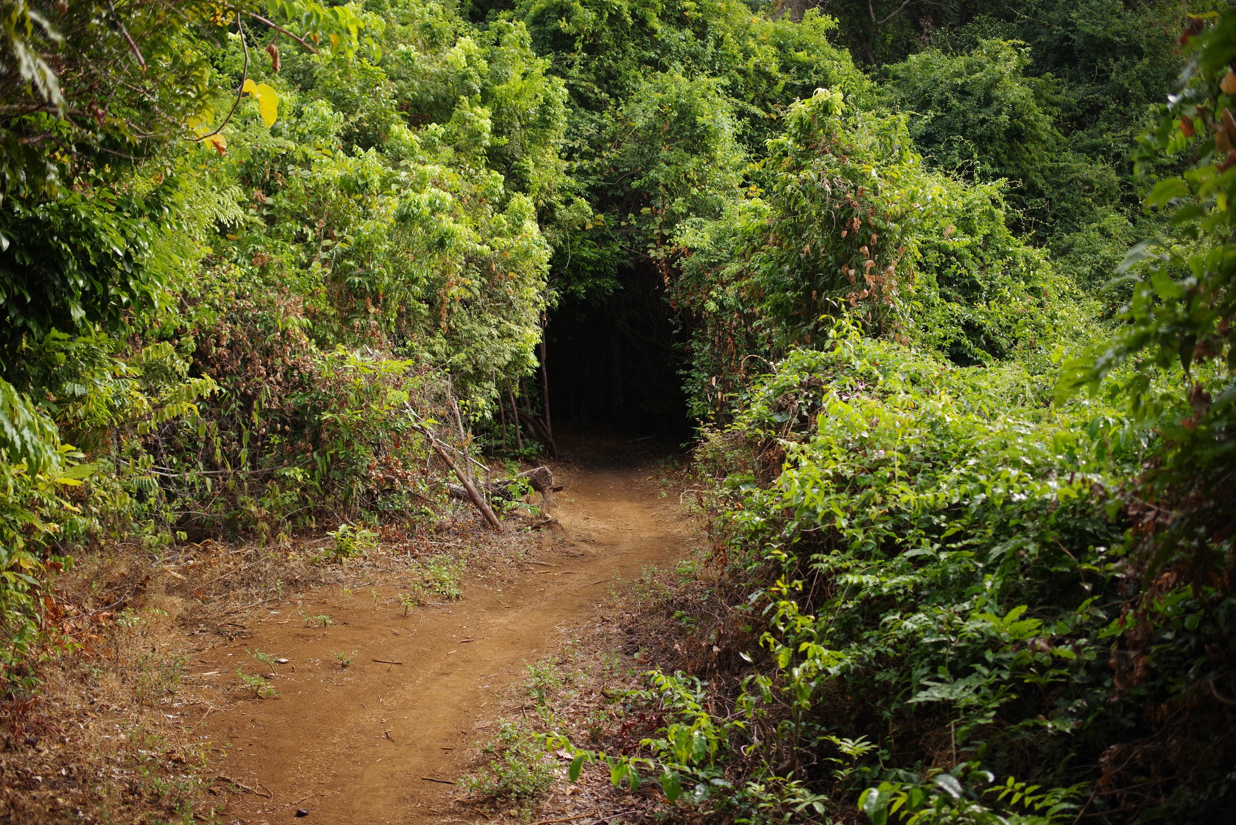 Jungle Passage A dirt road leads through a low tunnel in the jungle’s undergrowth. Vines and strangler figs choke one another in their effort to remain sun-splashed.
