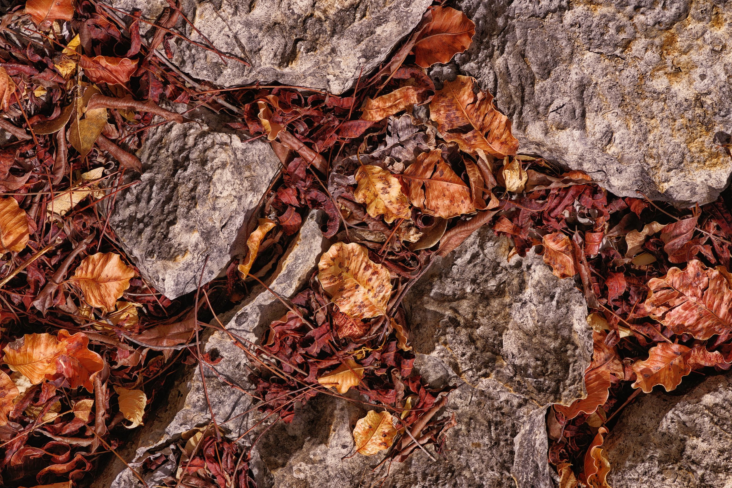 Colours of Fire Amber leaves and slate grey rocks line the pathway of a thorny woodland.