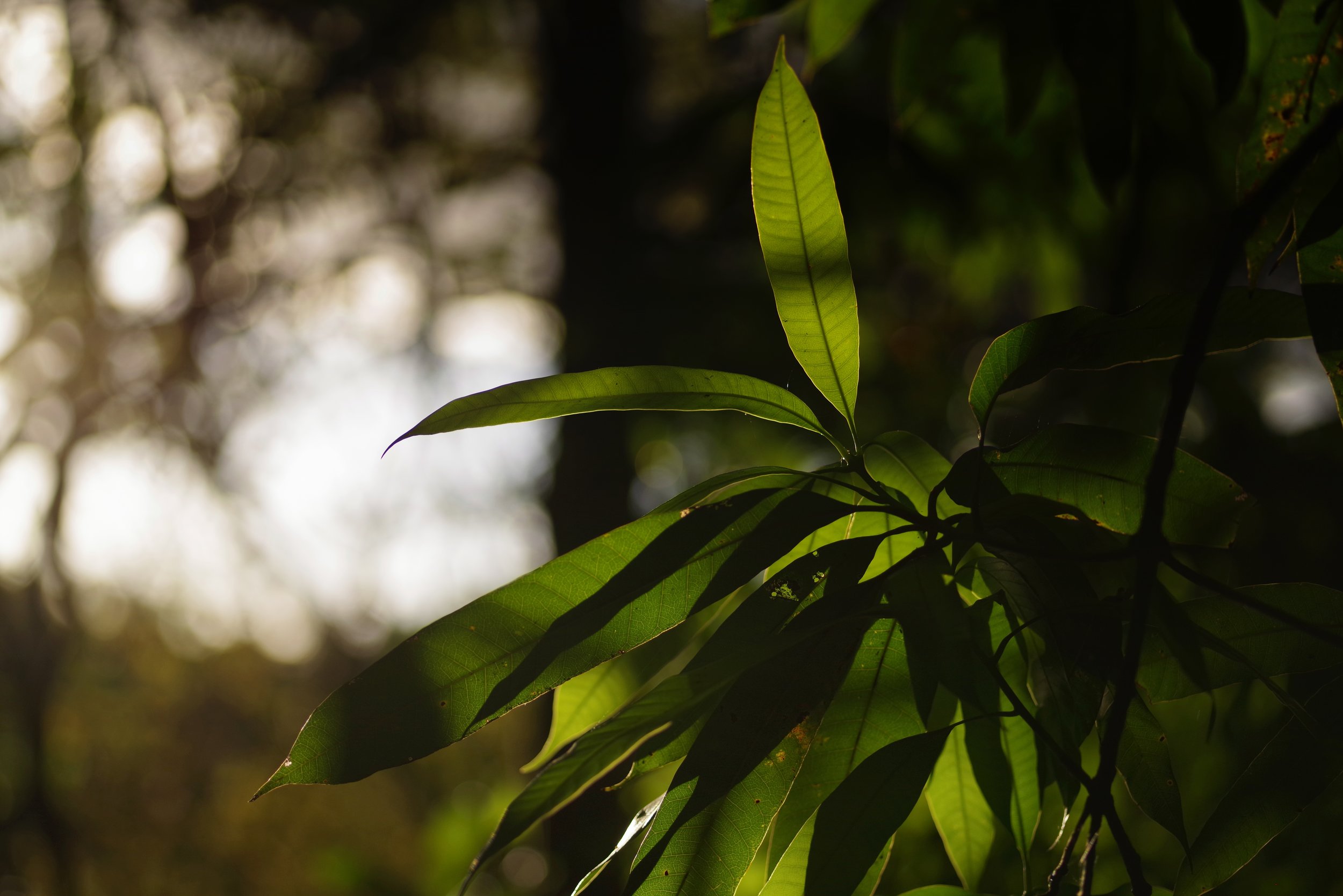 Peace in the Undergrowth I find the neutral hues and soft shades of a forest’s undergrowth so peaceful. One only has to rest a while and it is only a matter of time before an insect, a bird or a lizard makes its appearance.