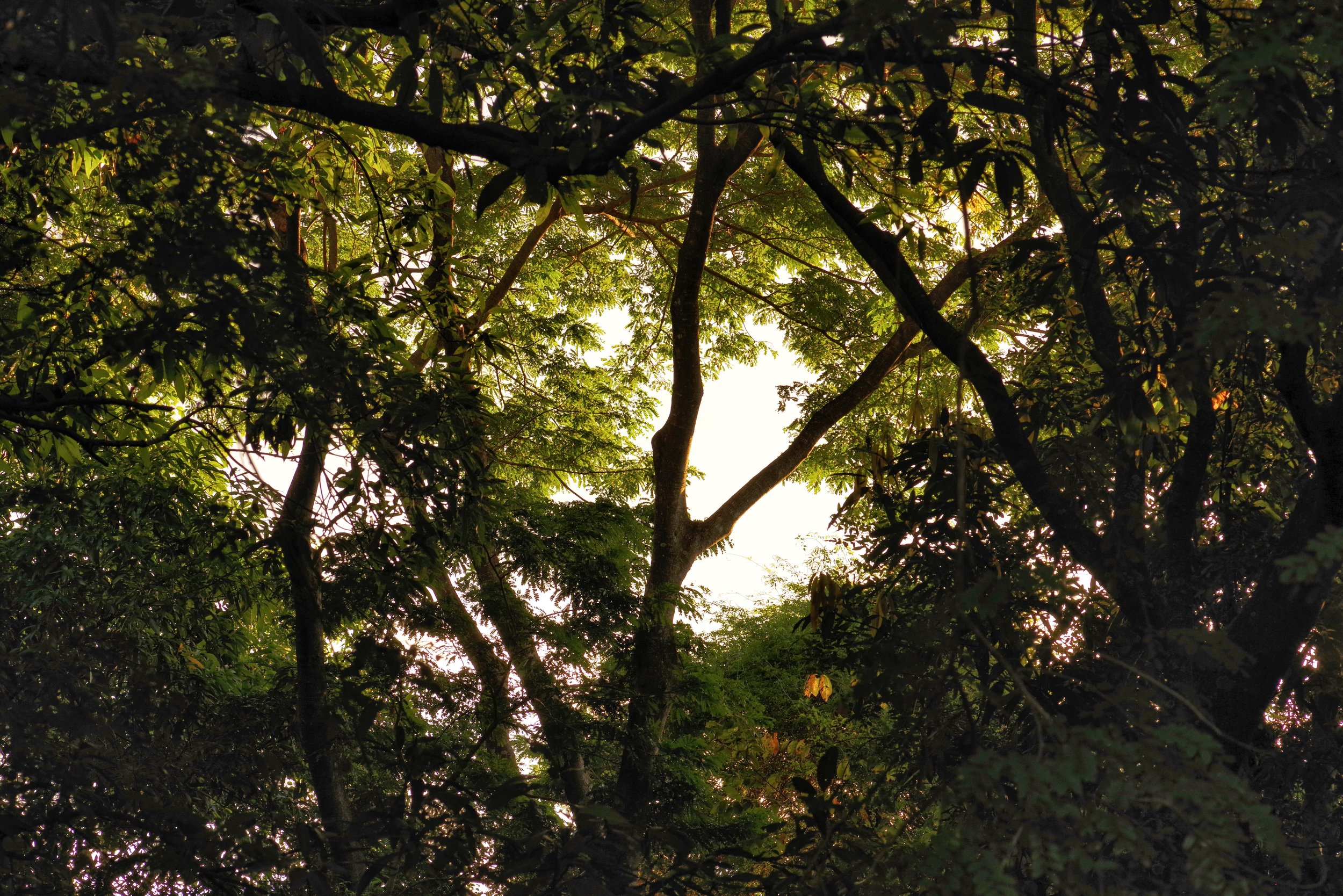 Sprawling Woodland Branches criss cross one another and their foliage blankets the ground beneath in a protected woodland area in central Madagascar.